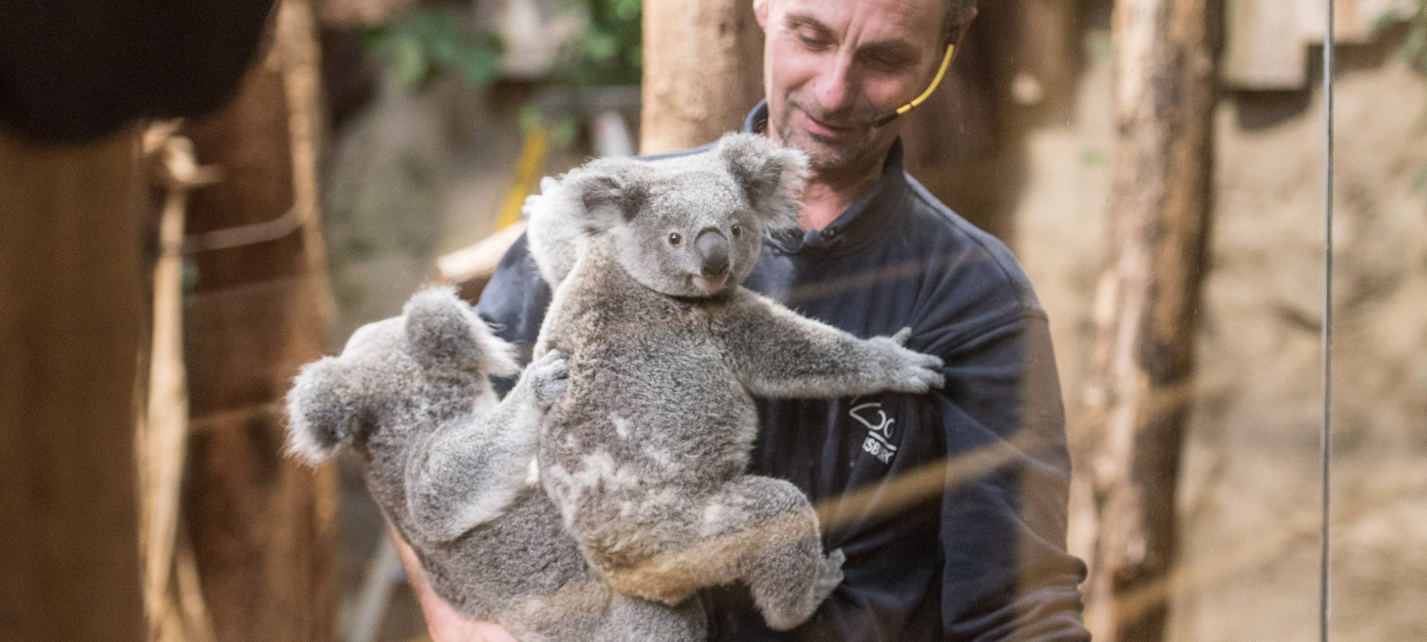 Koala-Taufe im Duisburger Zoo