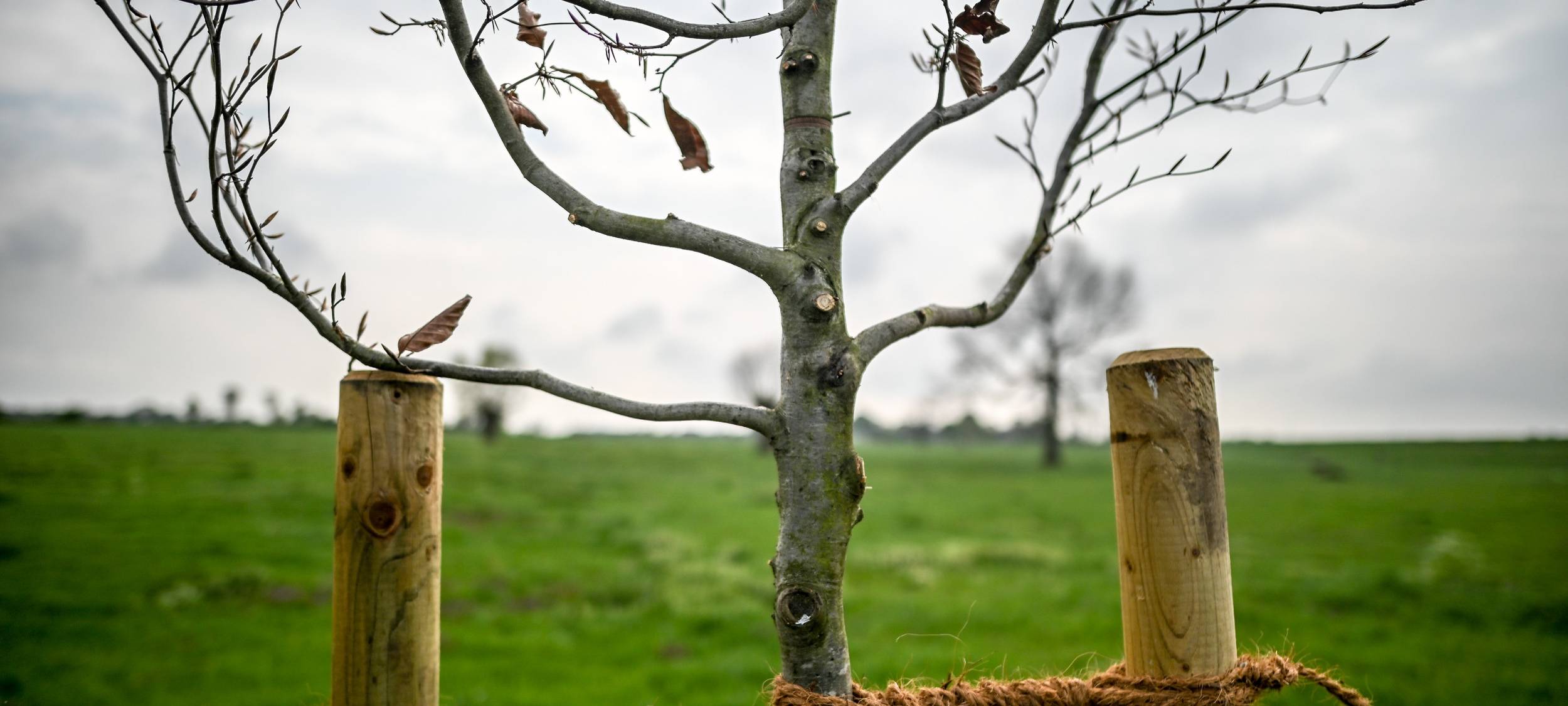 Millionen neue Bäume fürs Ruhrgebiet