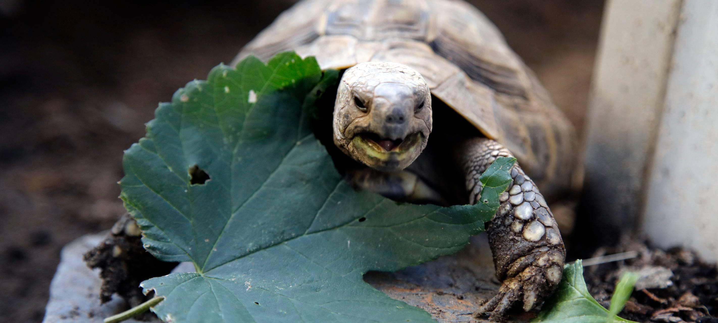 Neues Zuhause für Schildkröten gesucht