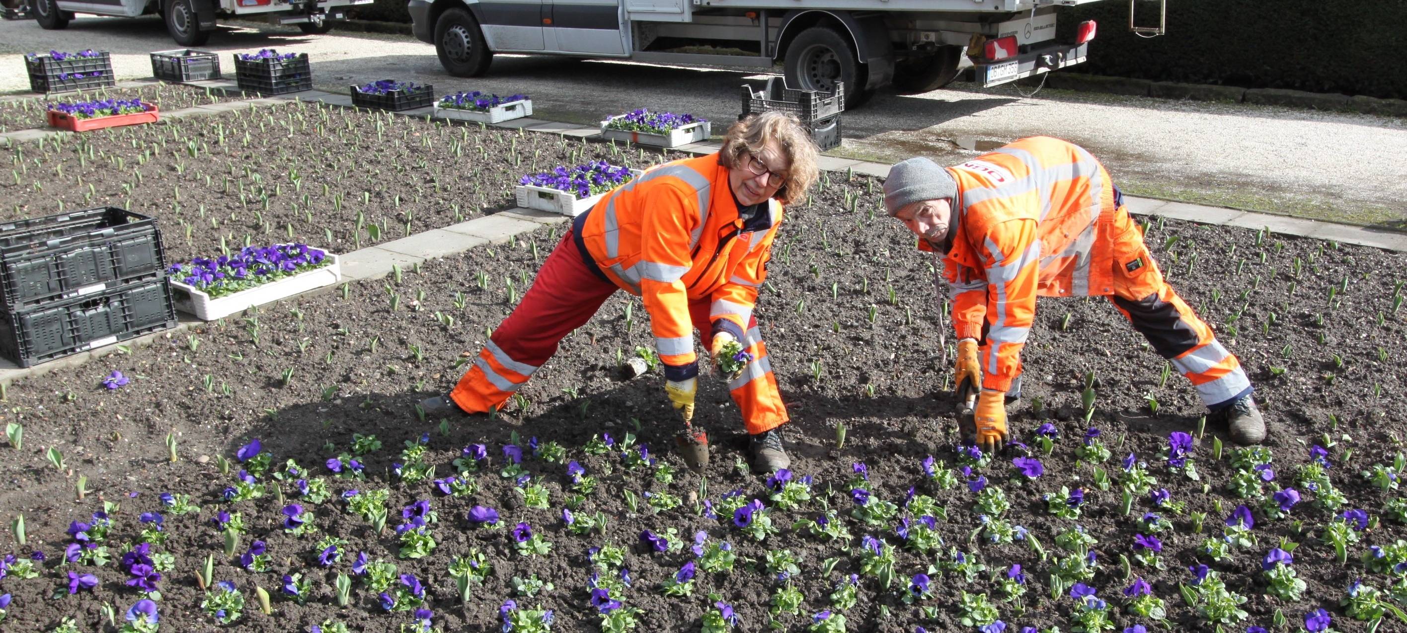 SBO hat Tausende Blumen zum Frühlingsstart gepflanzt