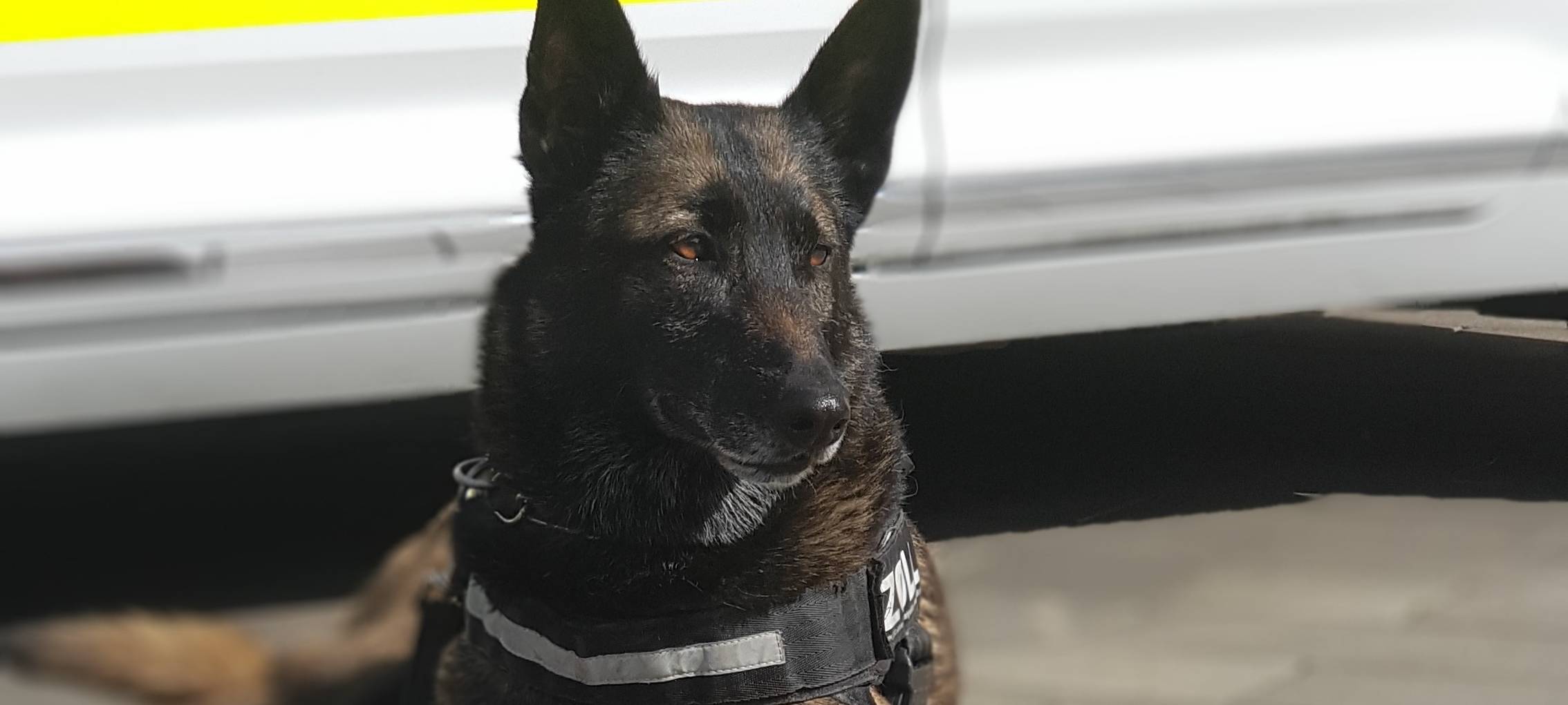 Zollhund Cleo erschnüffelt sechs Kilo Kokain