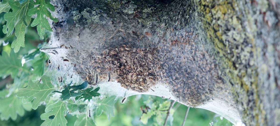 Fehlalarme wegen "Eichenprozessionsspinner"