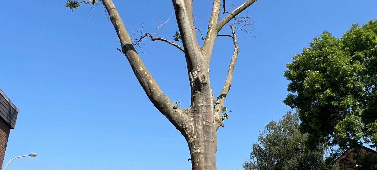 Angebohrt: Weiterer Baum vergiftet?