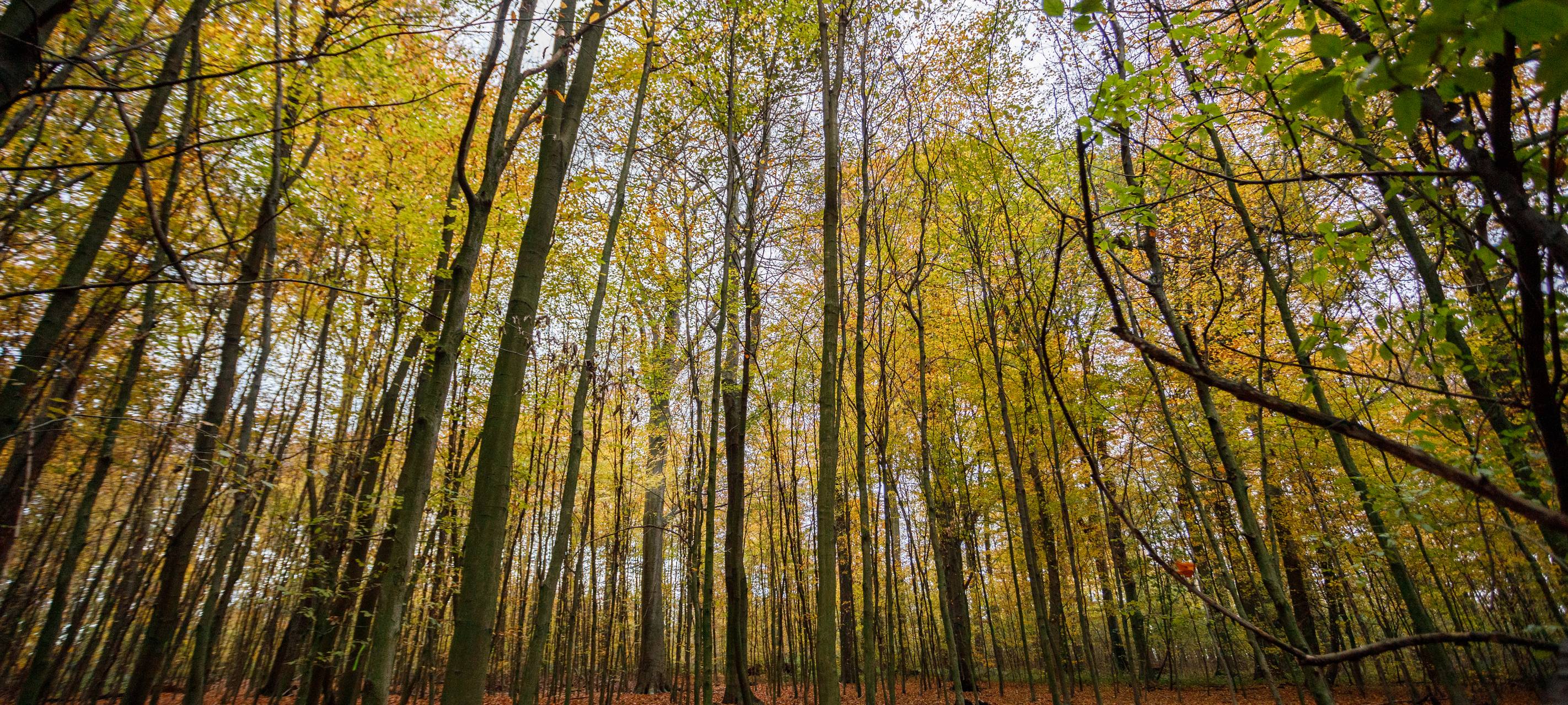 Regen gönnt Stadtwald kleine Pause