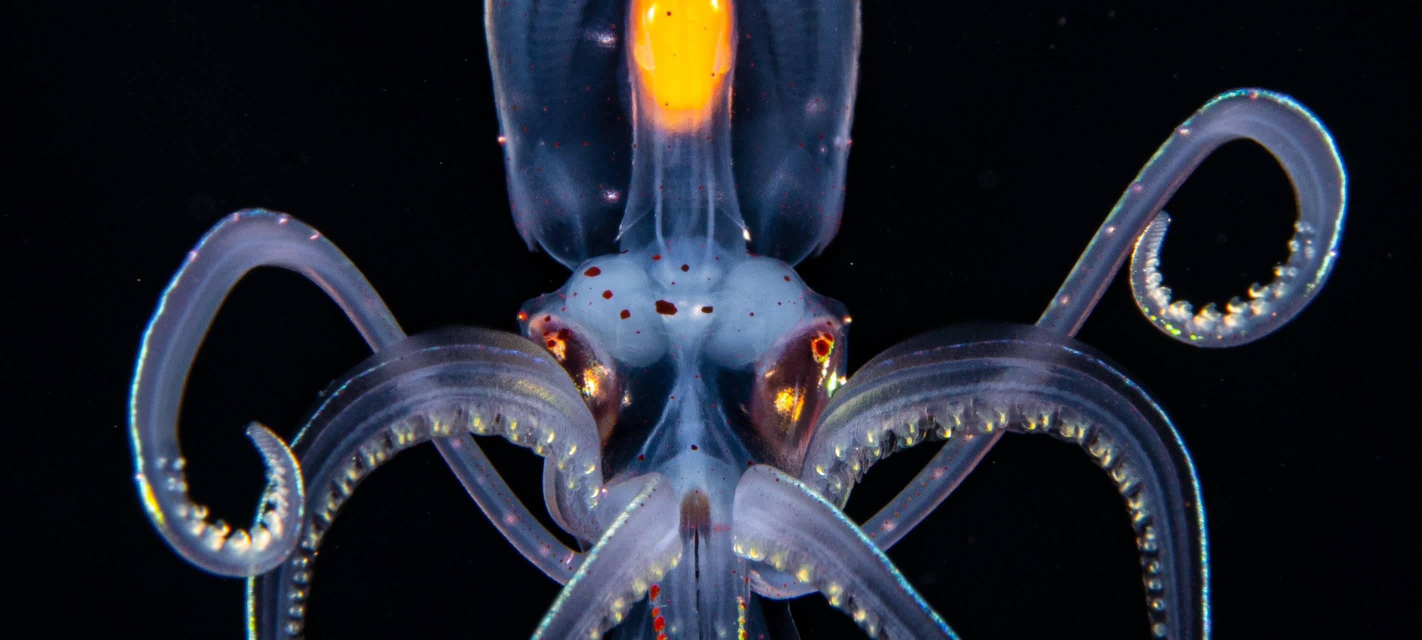 Neue Gasometer-Ausstellung mit Meeren im Mittelpunkt