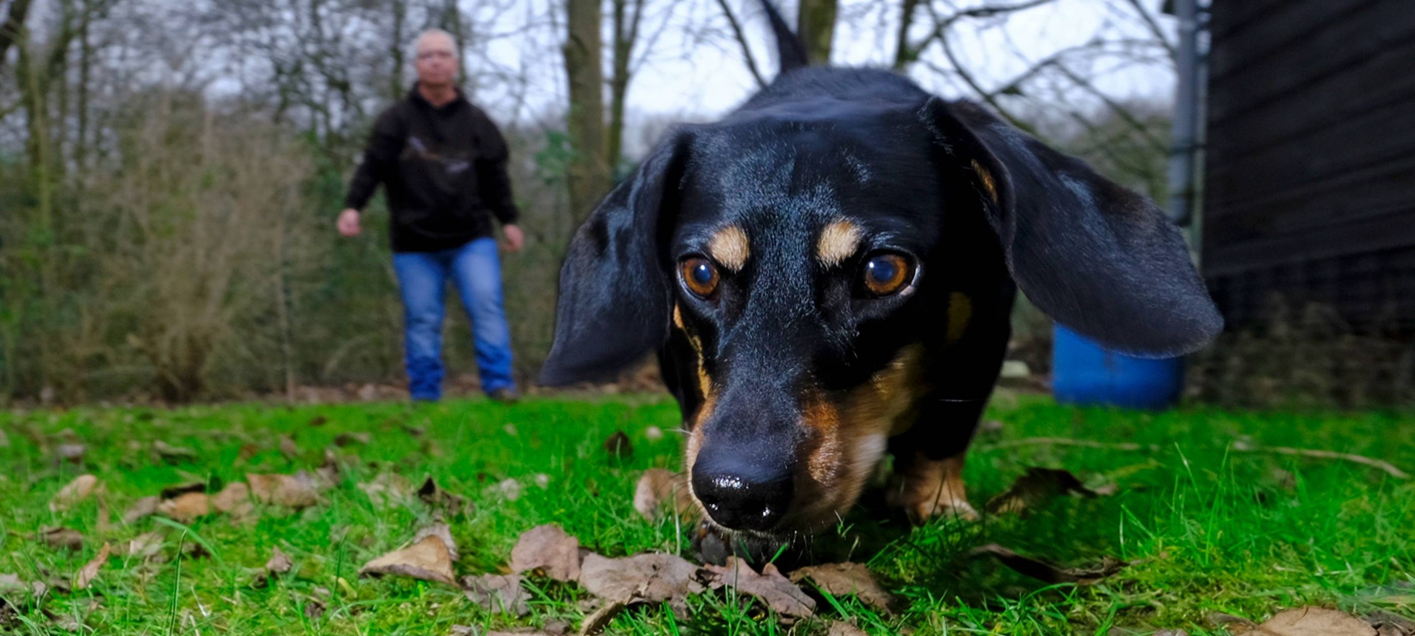 Angebliche Giftköder sorgen Hundebesitzer