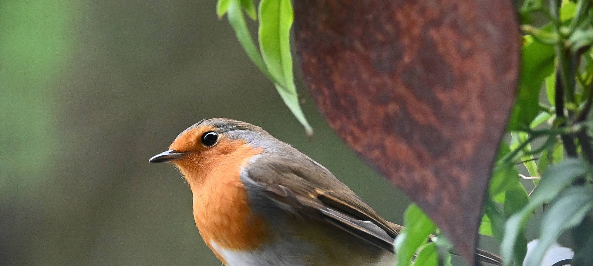 NABU läutet "Stunde der Wintervögel" ein
