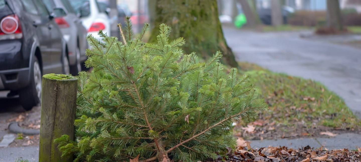 WBO holt die Weihnachtsbäume ab