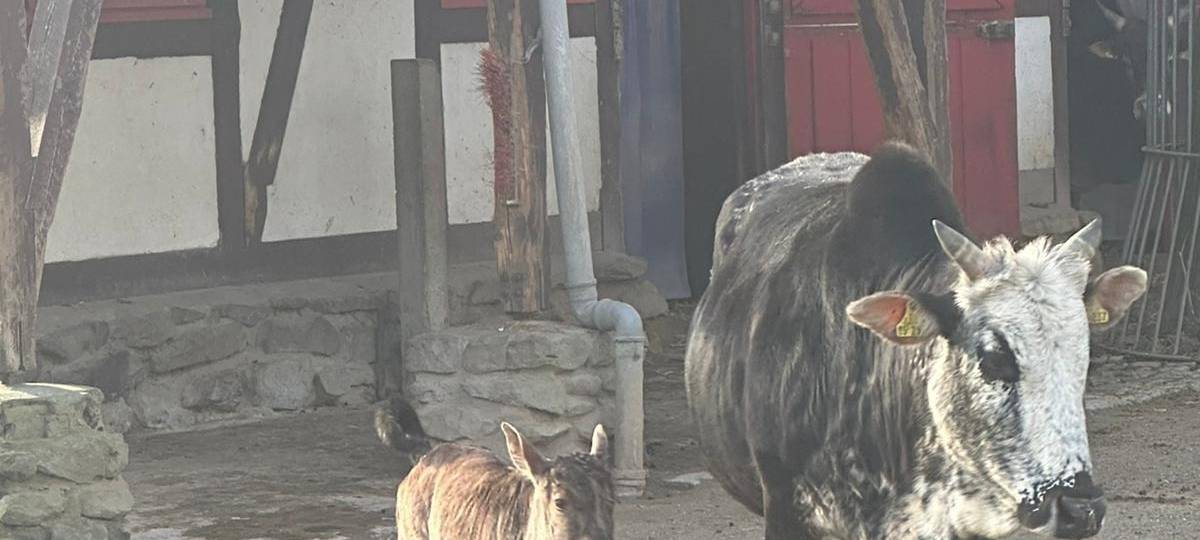 Zwergebu Guido im Kaisergarten zur Welt gekommen
