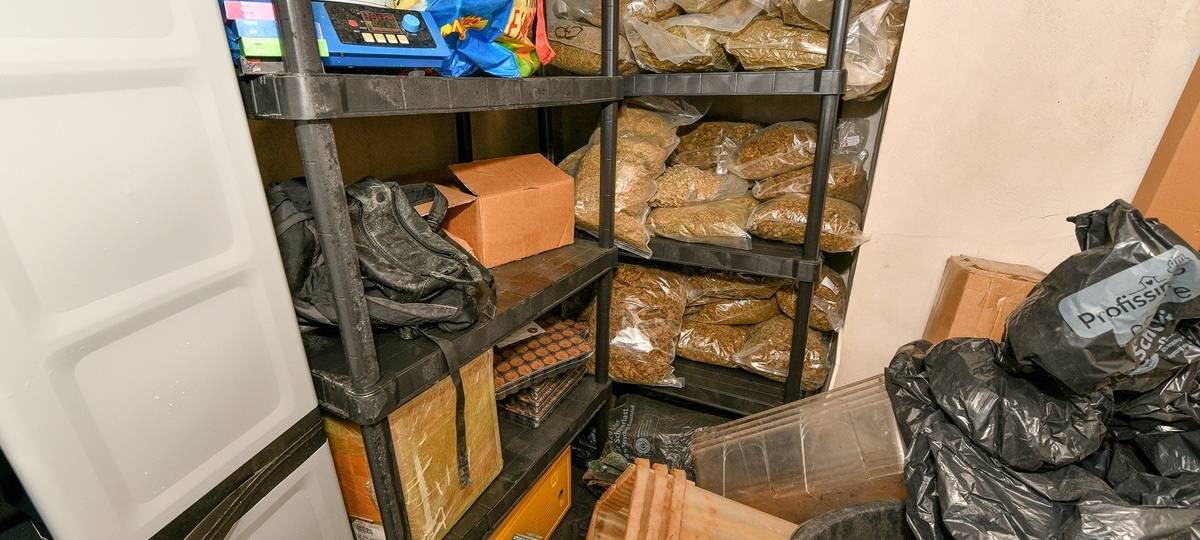 Essen: Marihuana-Plantage mit über 150 Pflanzen aufgedeckt