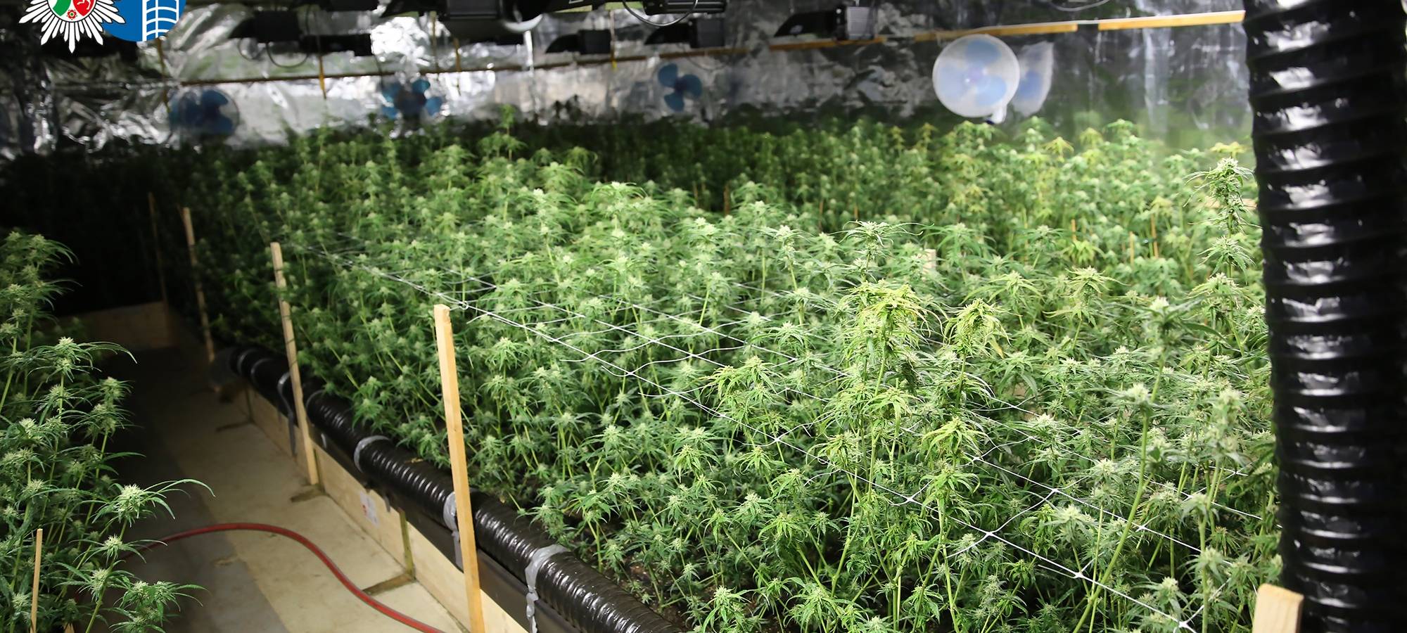 Drogen und Bargeld bei Razzia gefunden