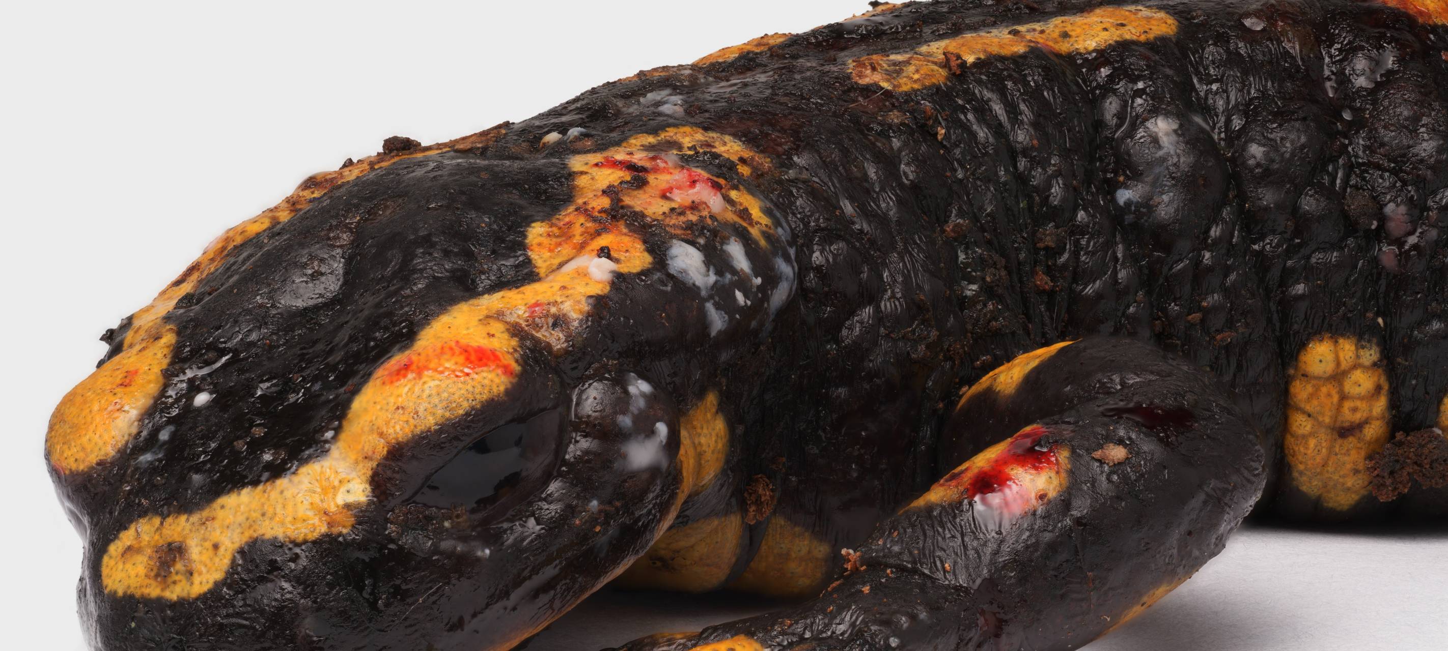 NABU warnt vor Salamanderpest