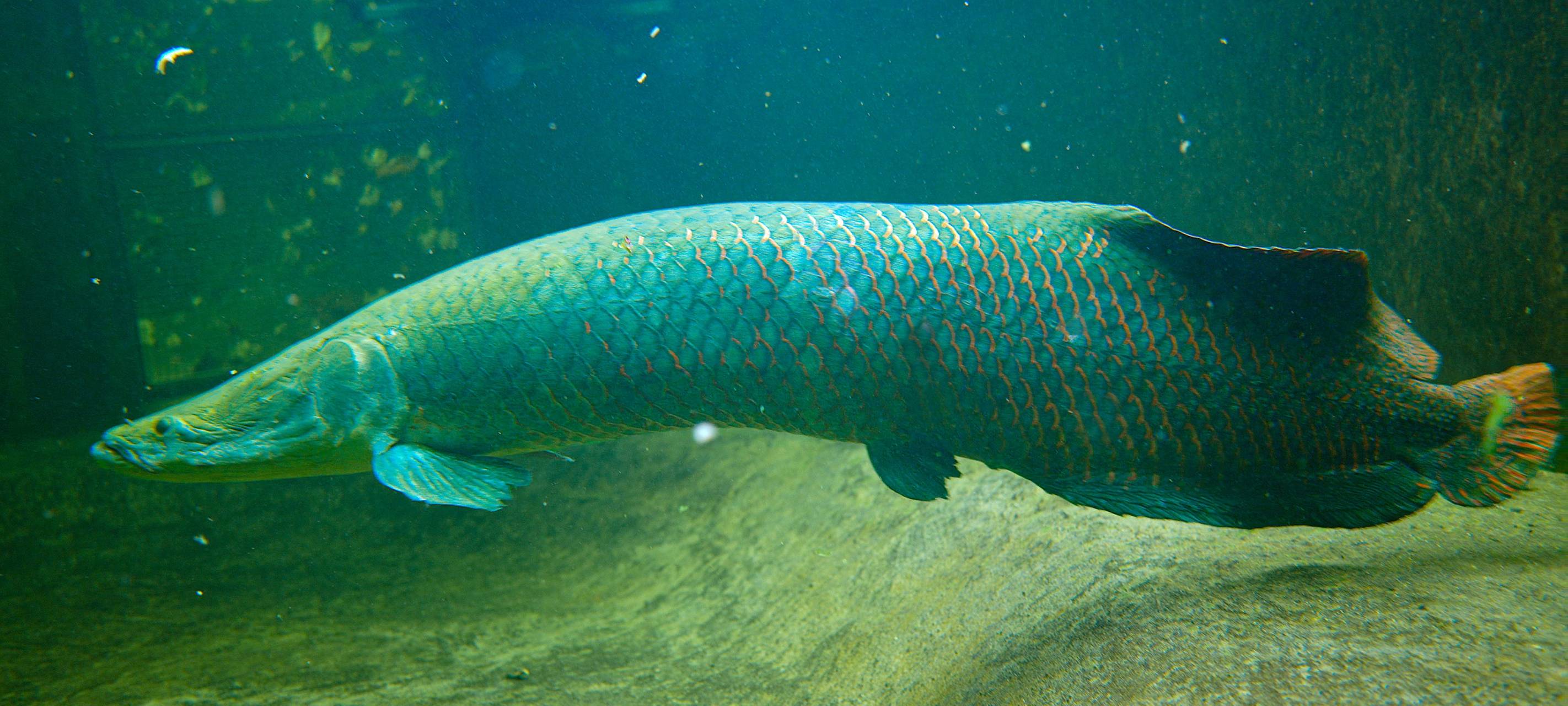 Riesenfische schreiben Zoogeschichte