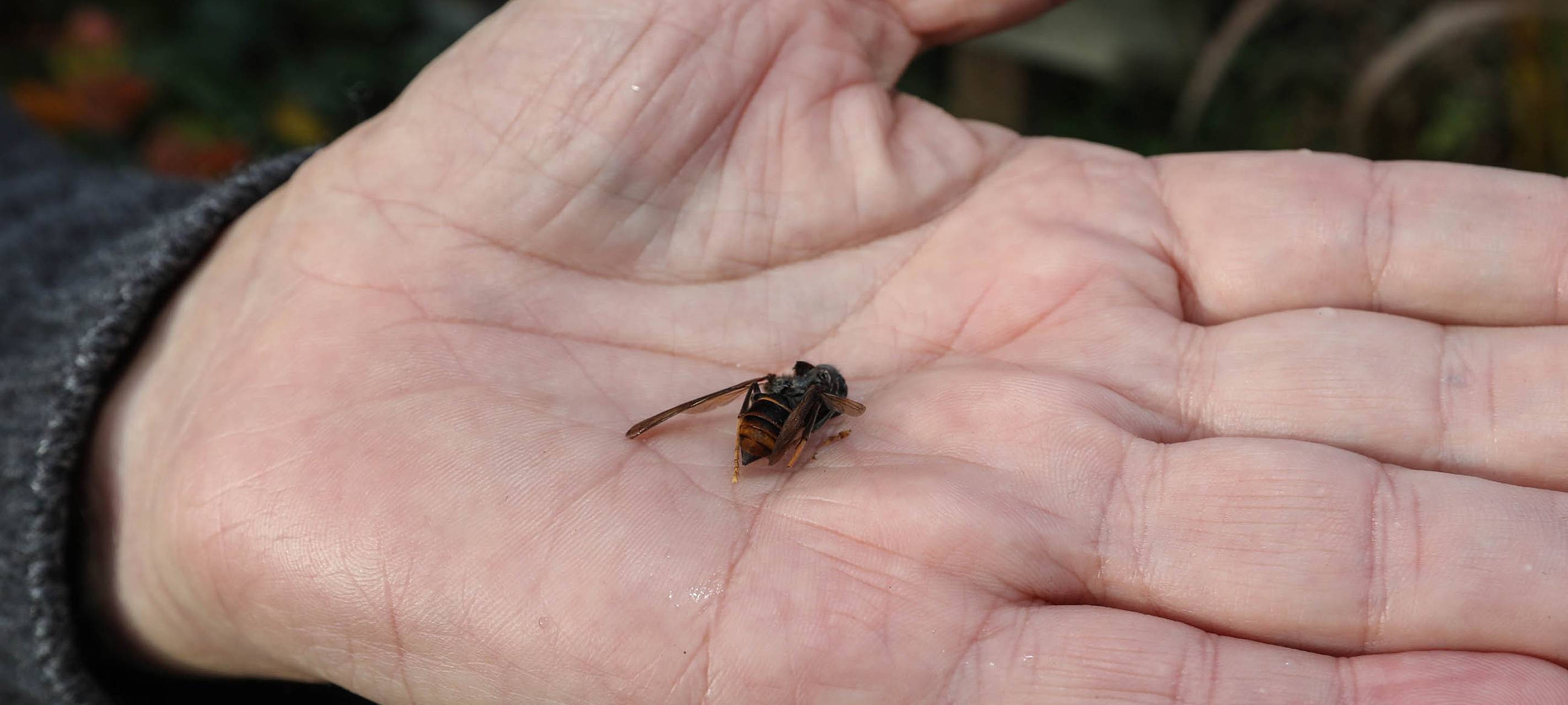 Invasion der Asiatischen Hornisse sorgt Städte