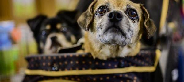 Wochenende: Hundemesse in Dortmund startet