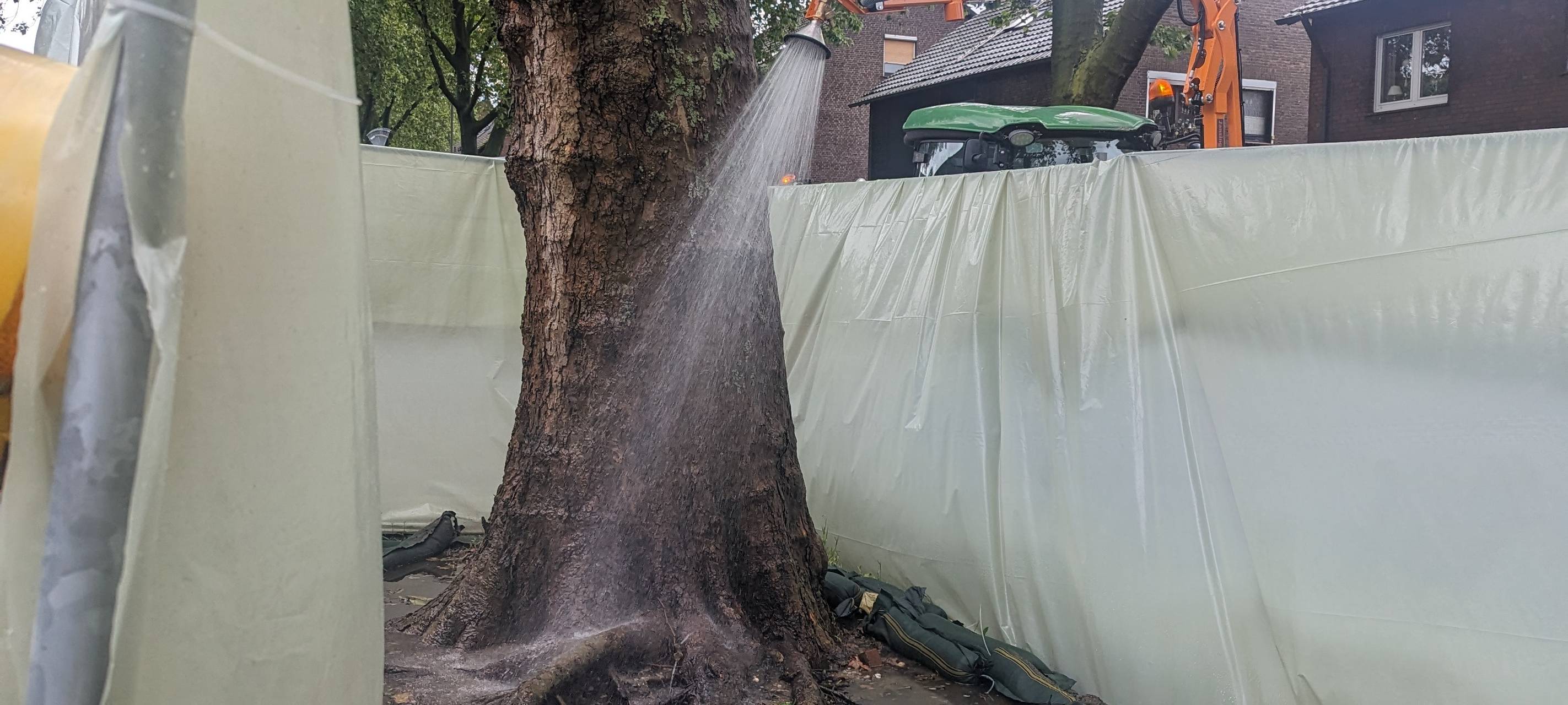 Unbekannte vergiften weitere Bäume