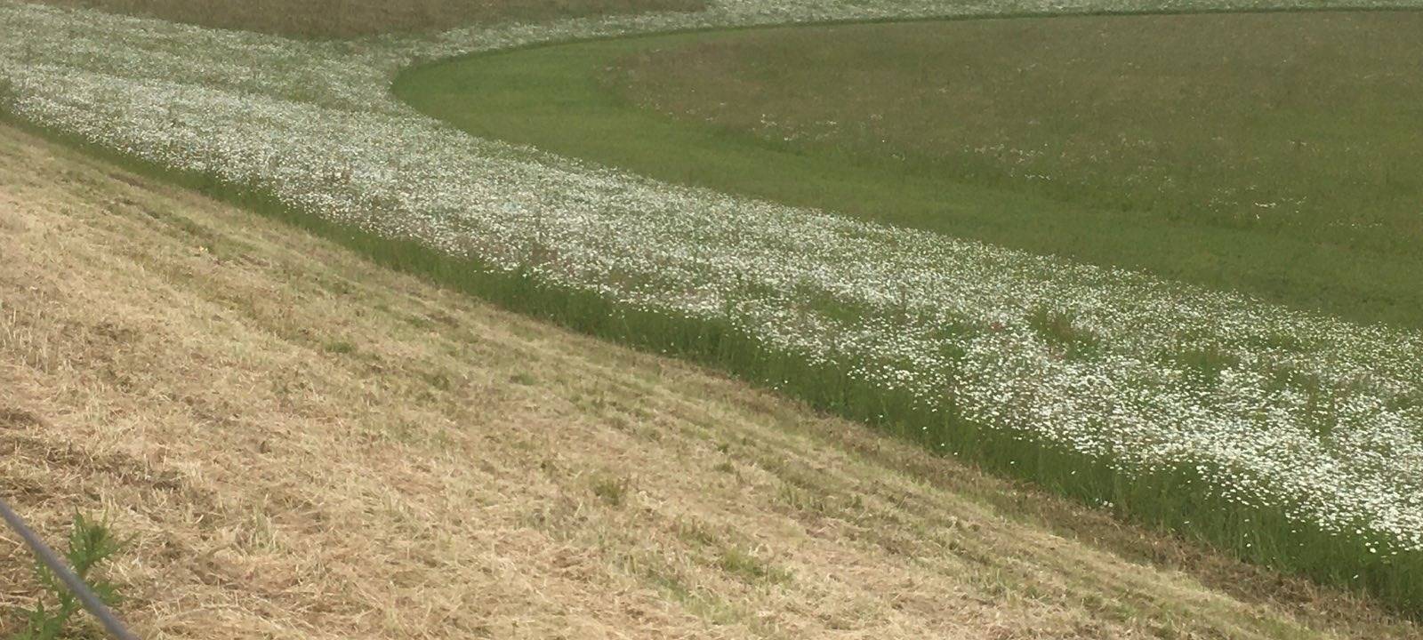 Emscherdeiche werden erhöht