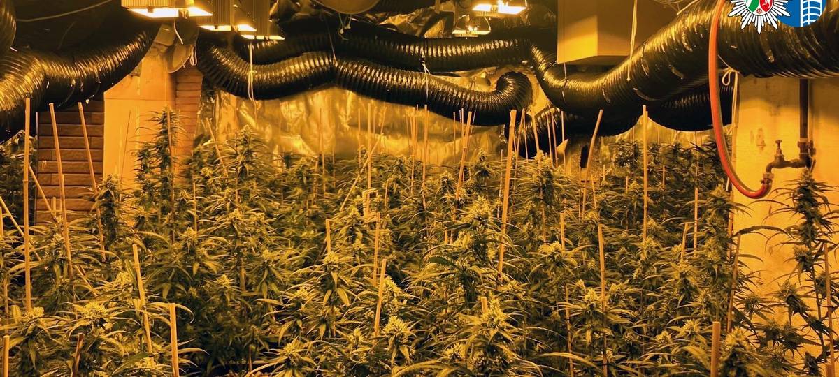 Drogenplantage im Einfamilienhaus