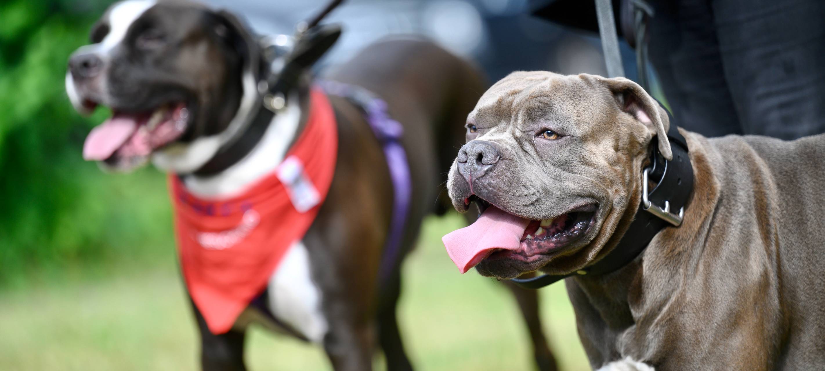Hundesteuer: Listenhunde jetzt neu anmelden