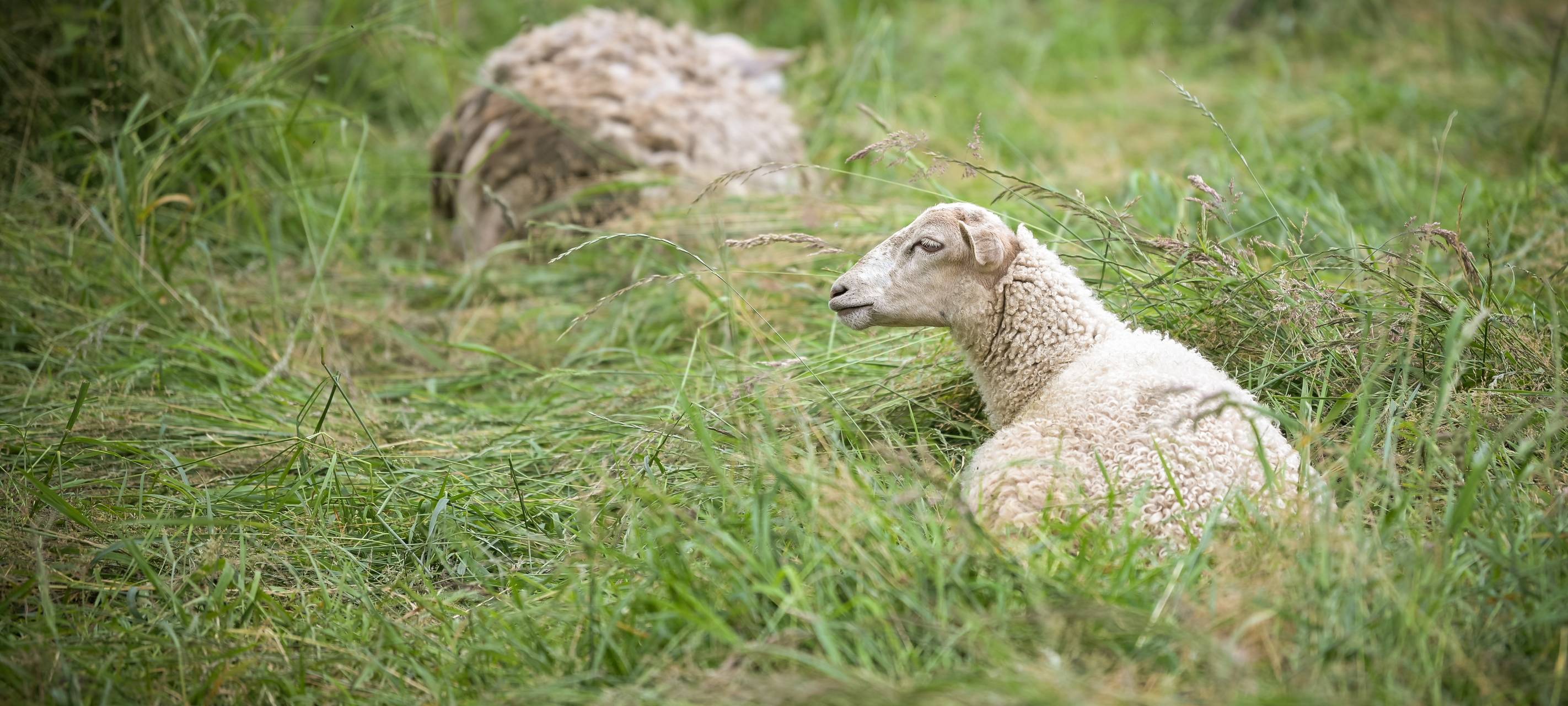 Stadt bestätigt Blauzungenkrankheit bei Schafen