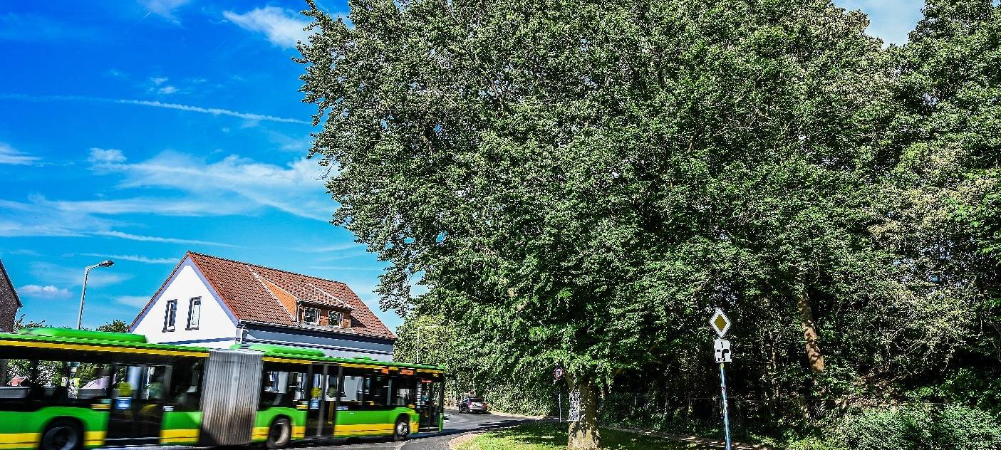 Offner Brief zum Erhalt der Buche