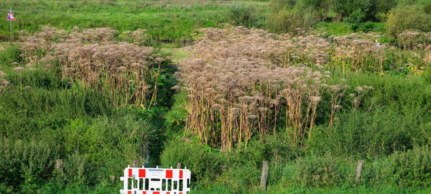 Giftiger Riesenbärenklau wird entfernt