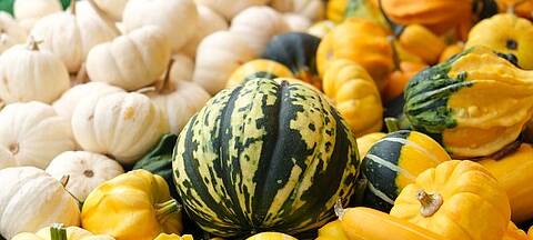 Genussmarkt am Haus Ripshorst