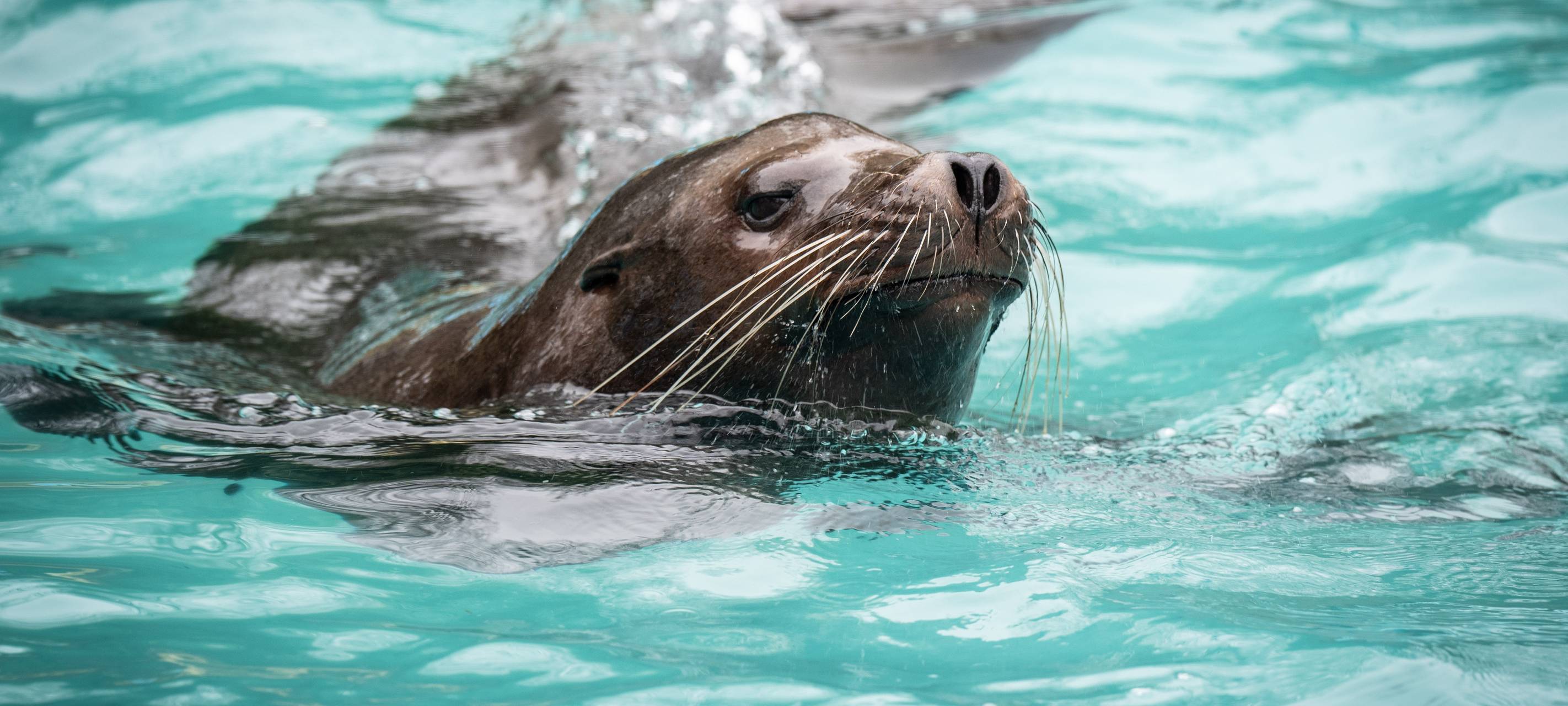 Große Spende für Duisburger Seelöwen