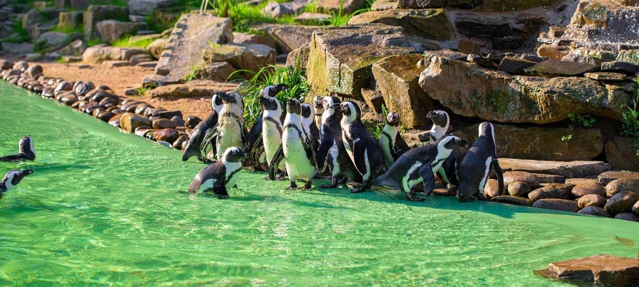 Neue Außenanlage für Brillenpinguine im Duisburger Zoo
