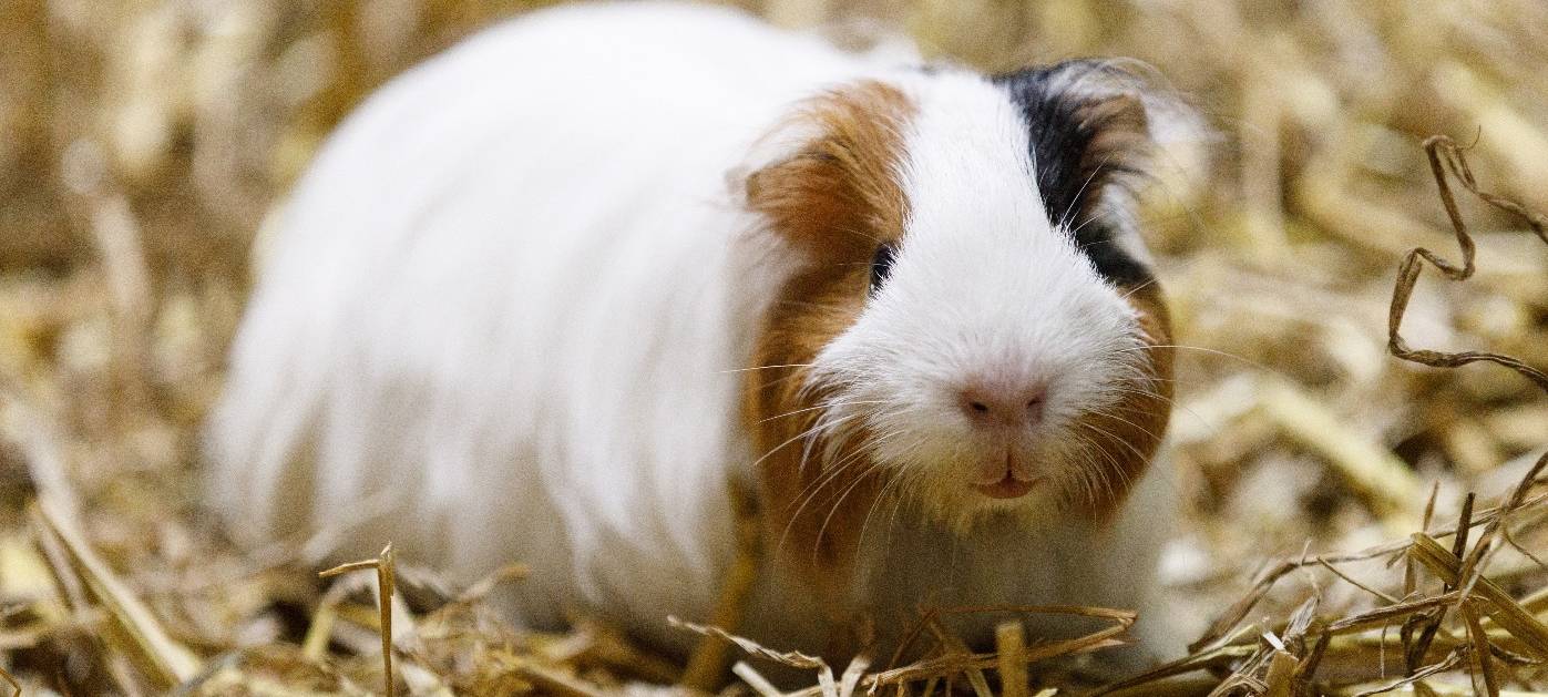 Oberhausener Tierretter ausgezeichnet