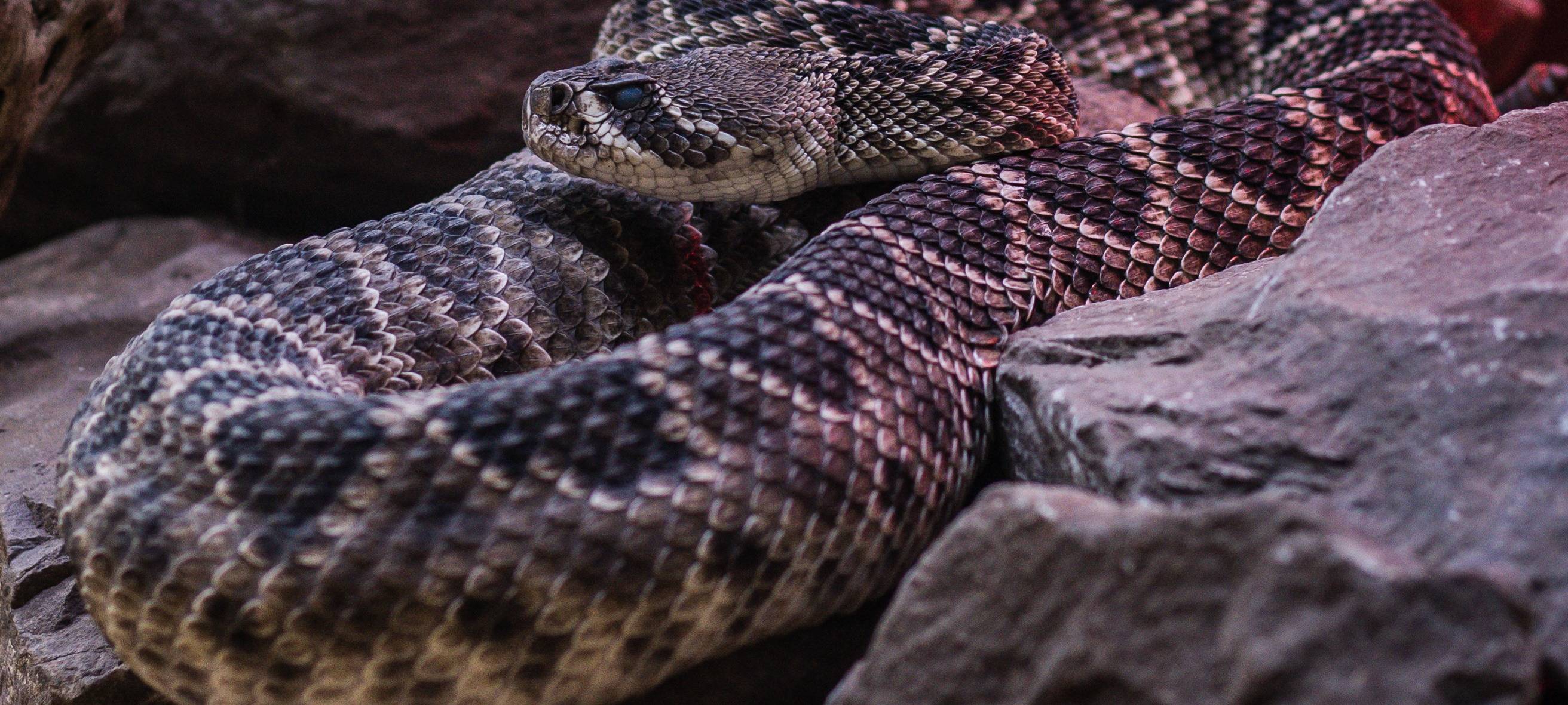 Tödliche Gifttiere per Post verschickt?