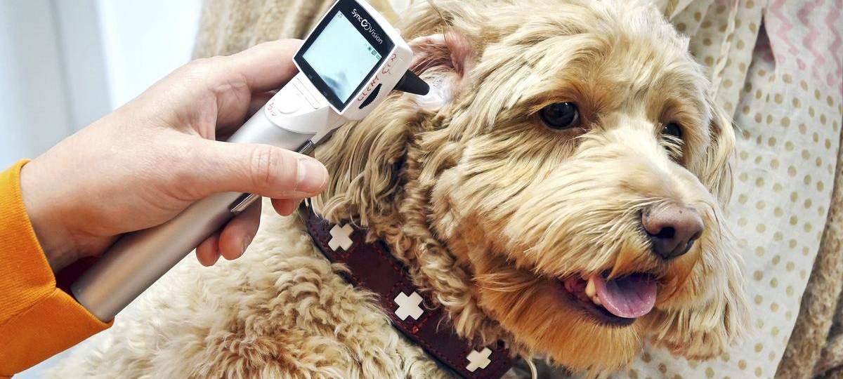 Streiks in Tierarztpraxen am Freitag (21.02.)