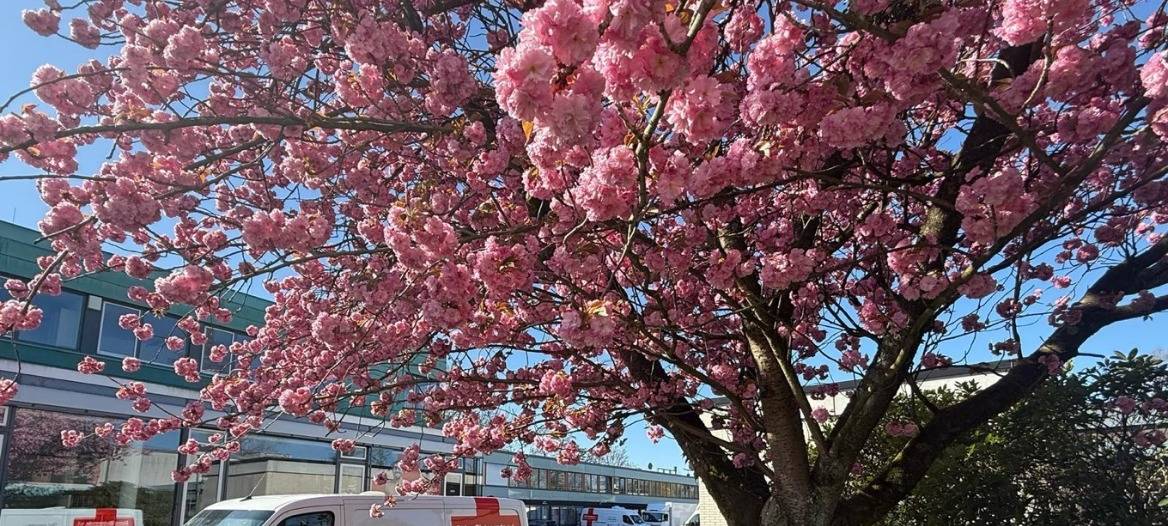 DRK ruft zur Blutspende auf
