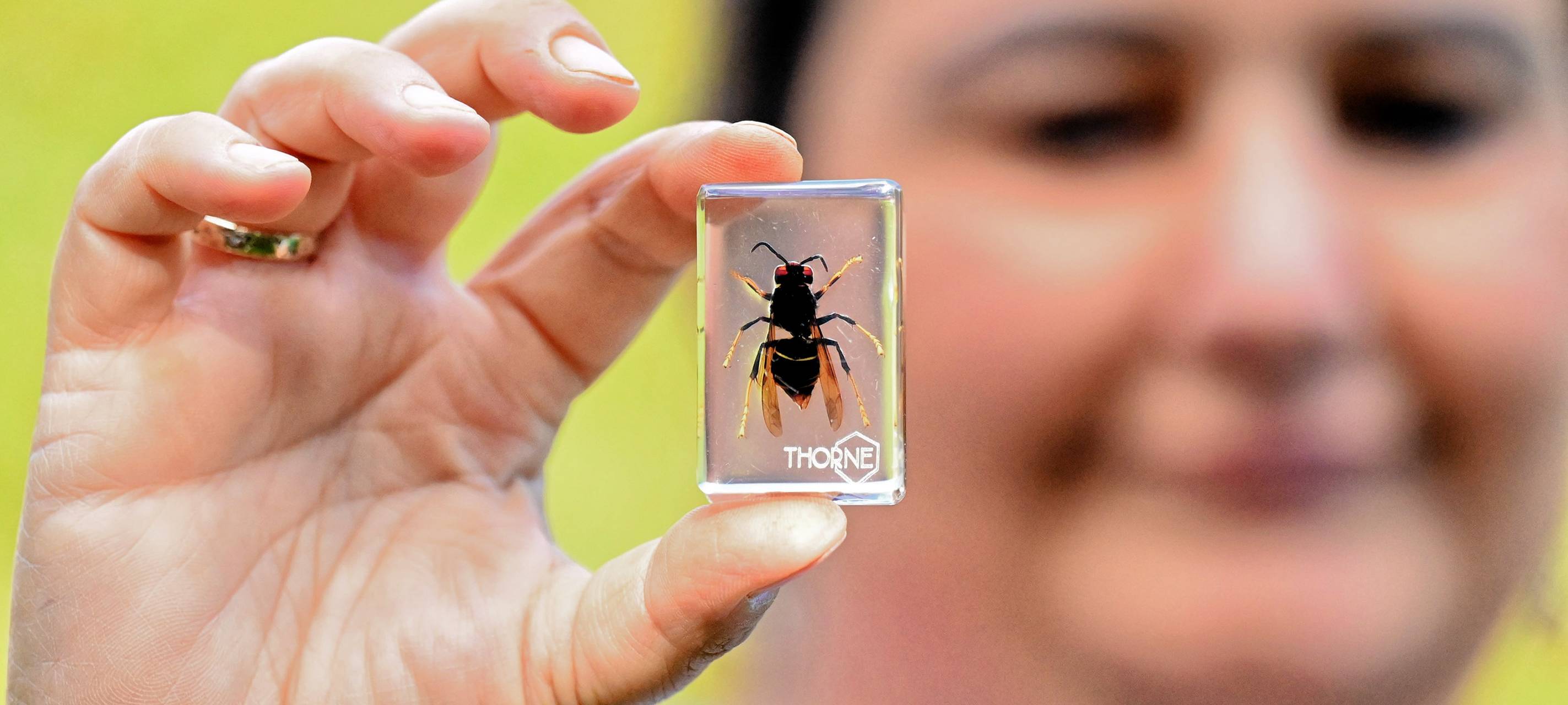 Invasive Art: Asiatische Hornisse breitet sich weiter aus