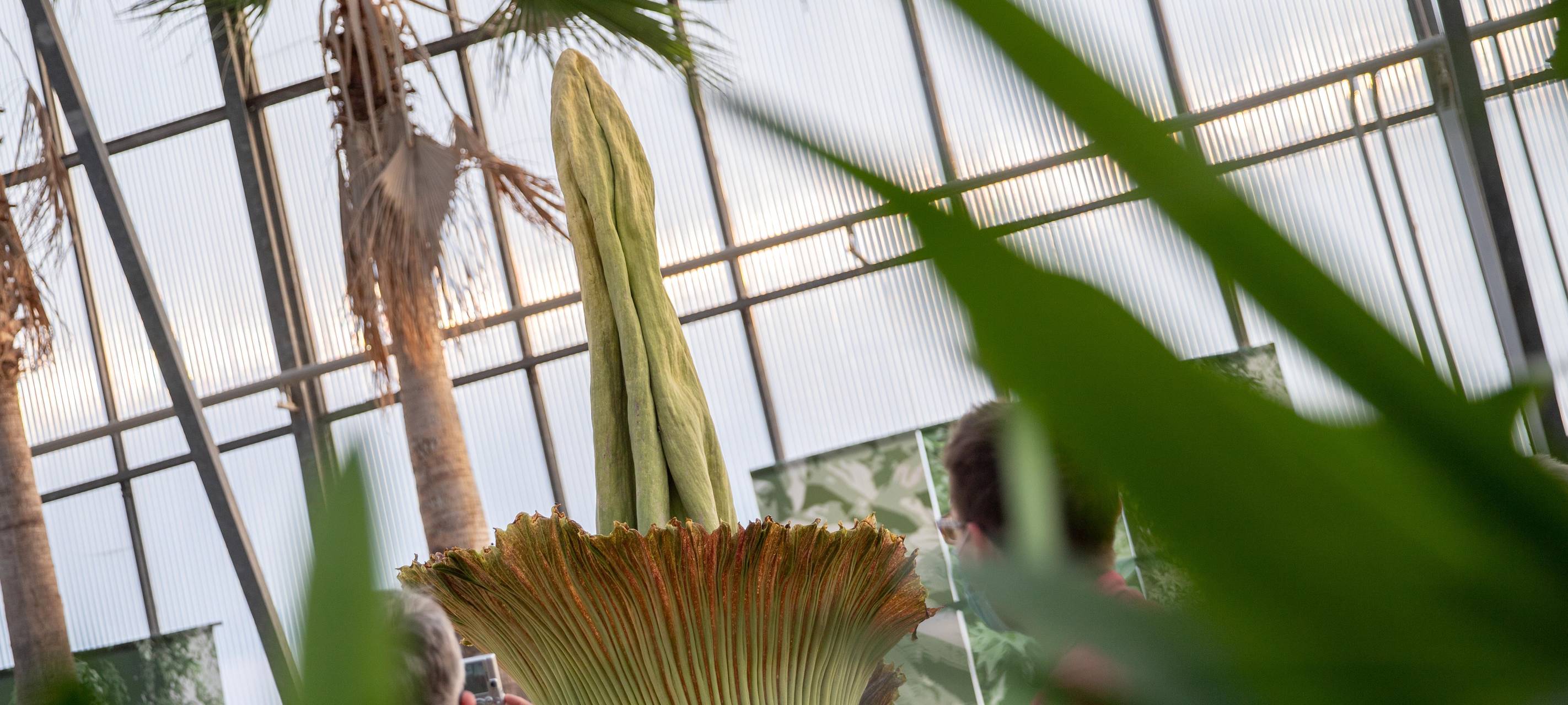 Natur: Bochumer Titanwurz kurz vor Blüte