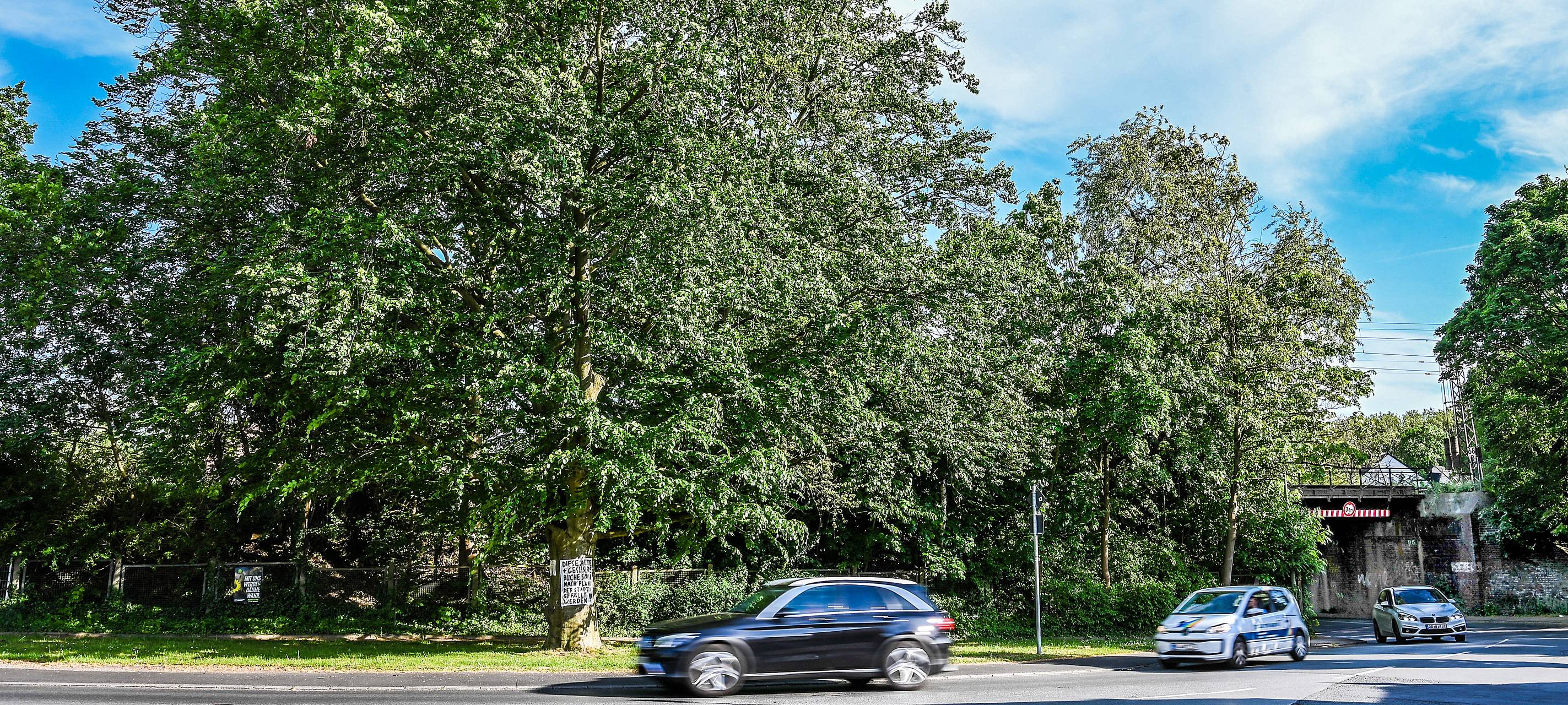 Alstadener Buche: Gutachten zeigt Lösung zum Erhalt auf