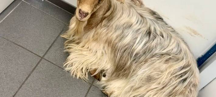 Dinslaken: Ziegenbock verirrt sich in Tankstelle