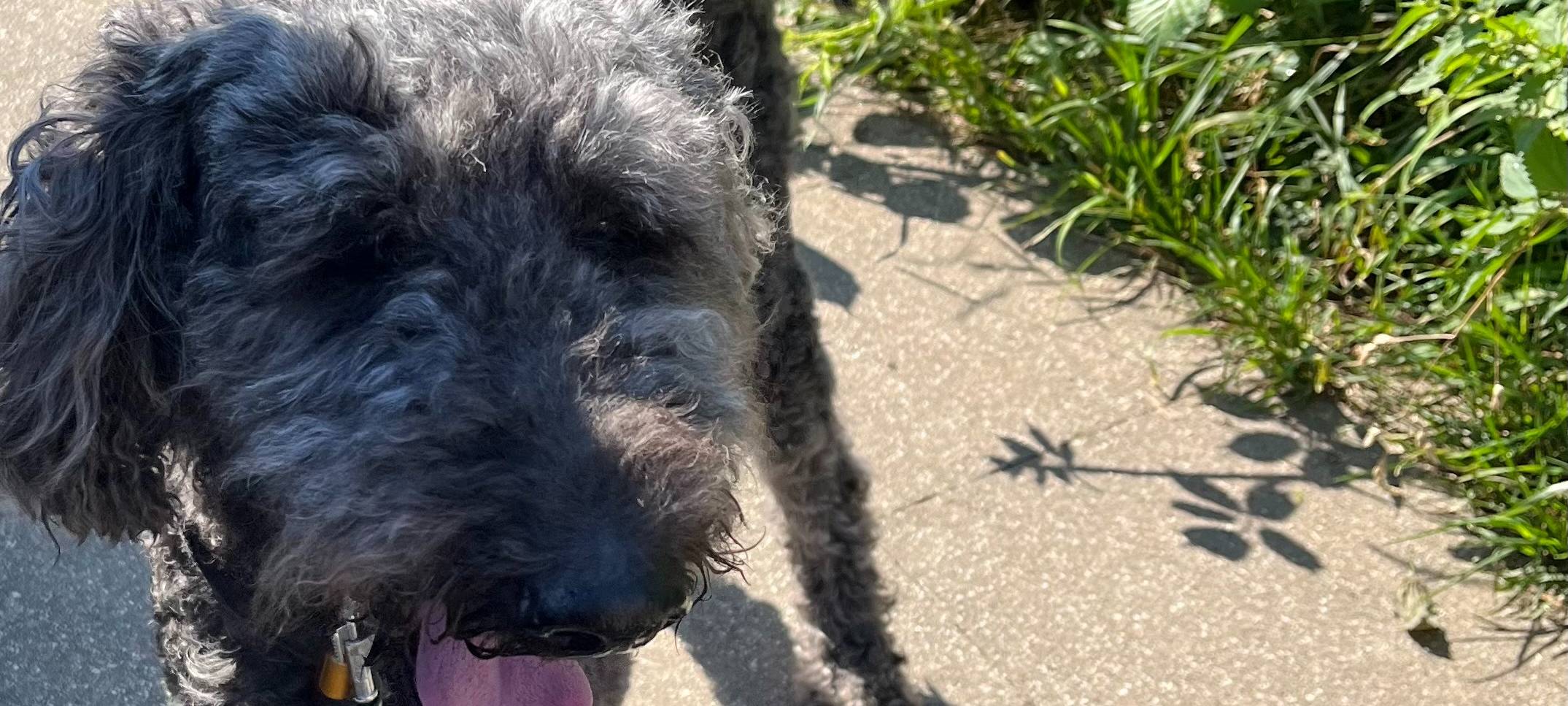 Vorstoß für schönere Hundewiese