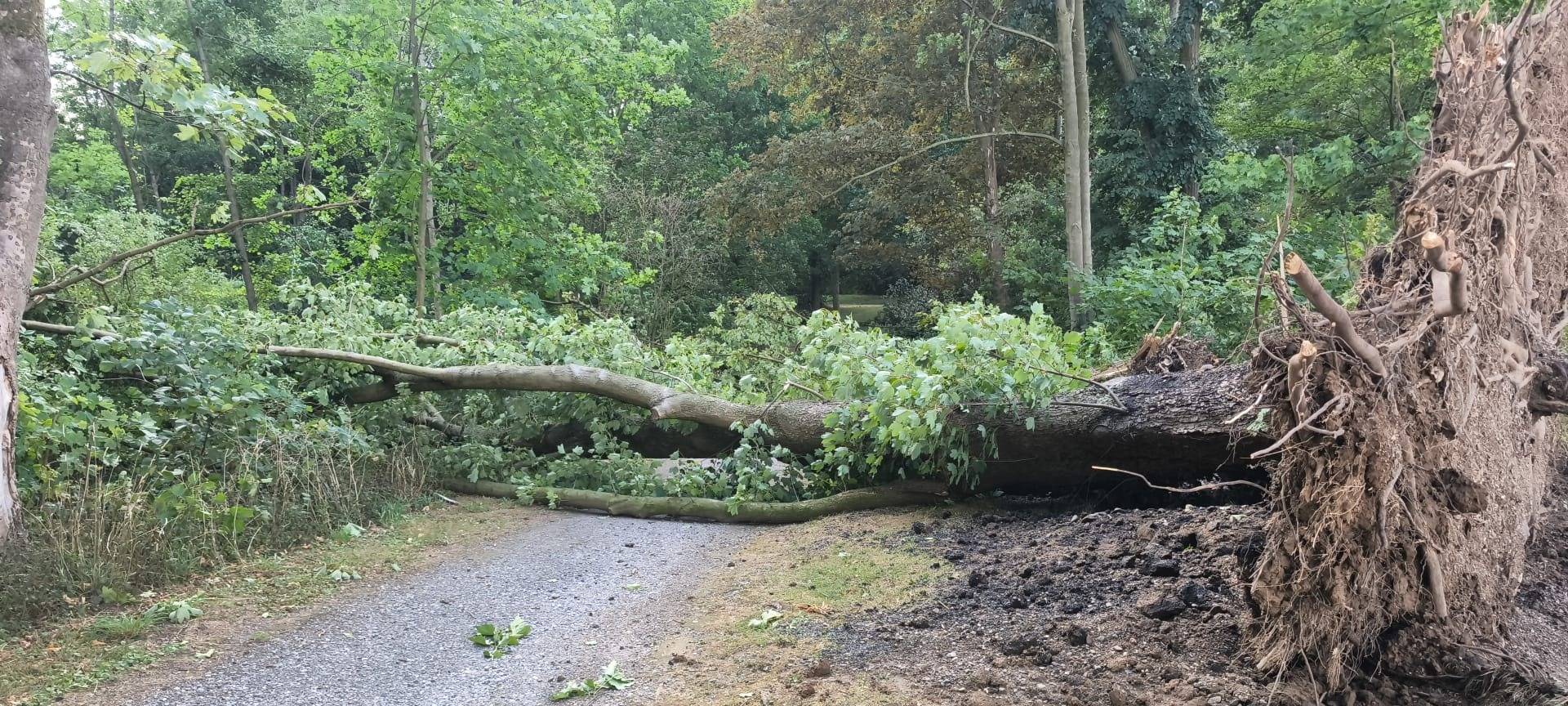 Tote Bäume werden schneller beseitigt