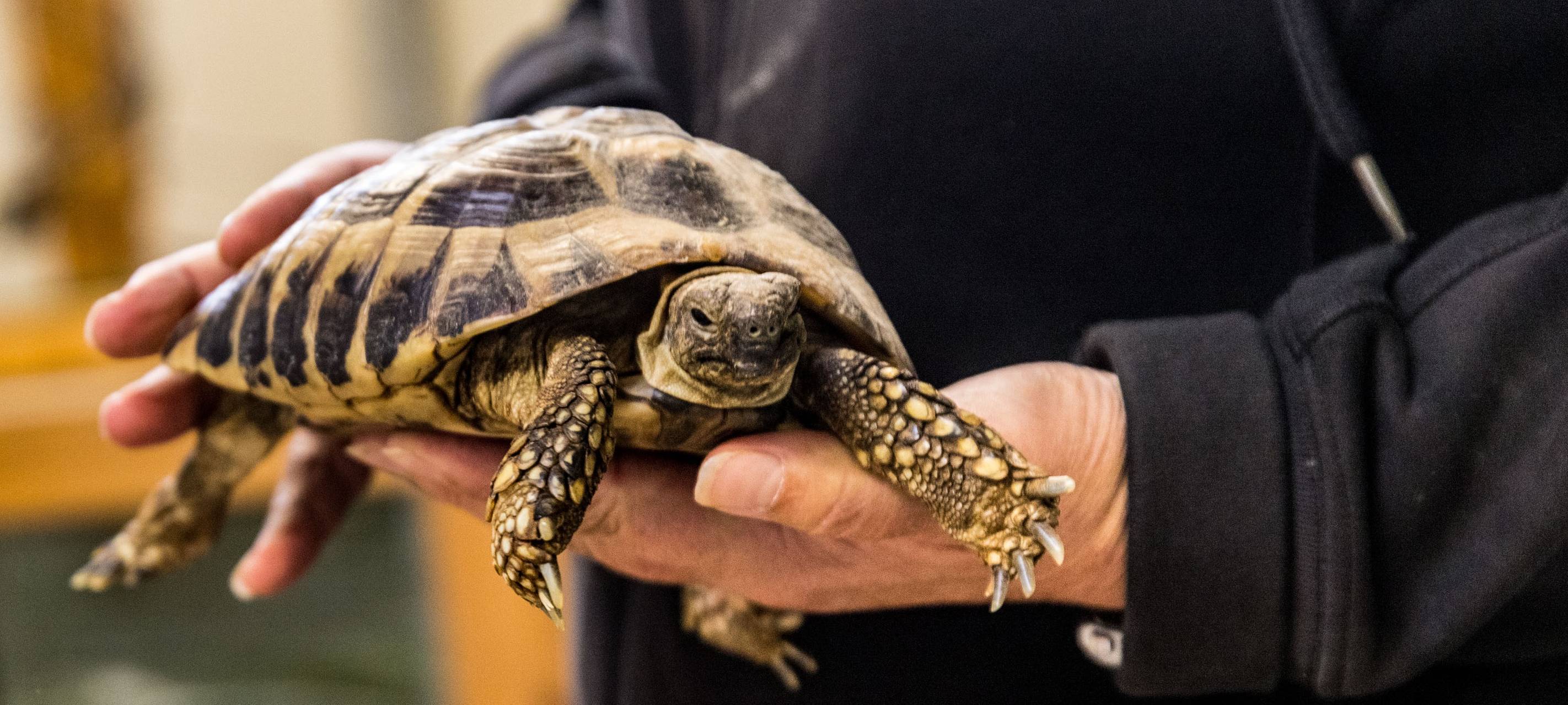 Appell: Schildkröten nicht aussetzen