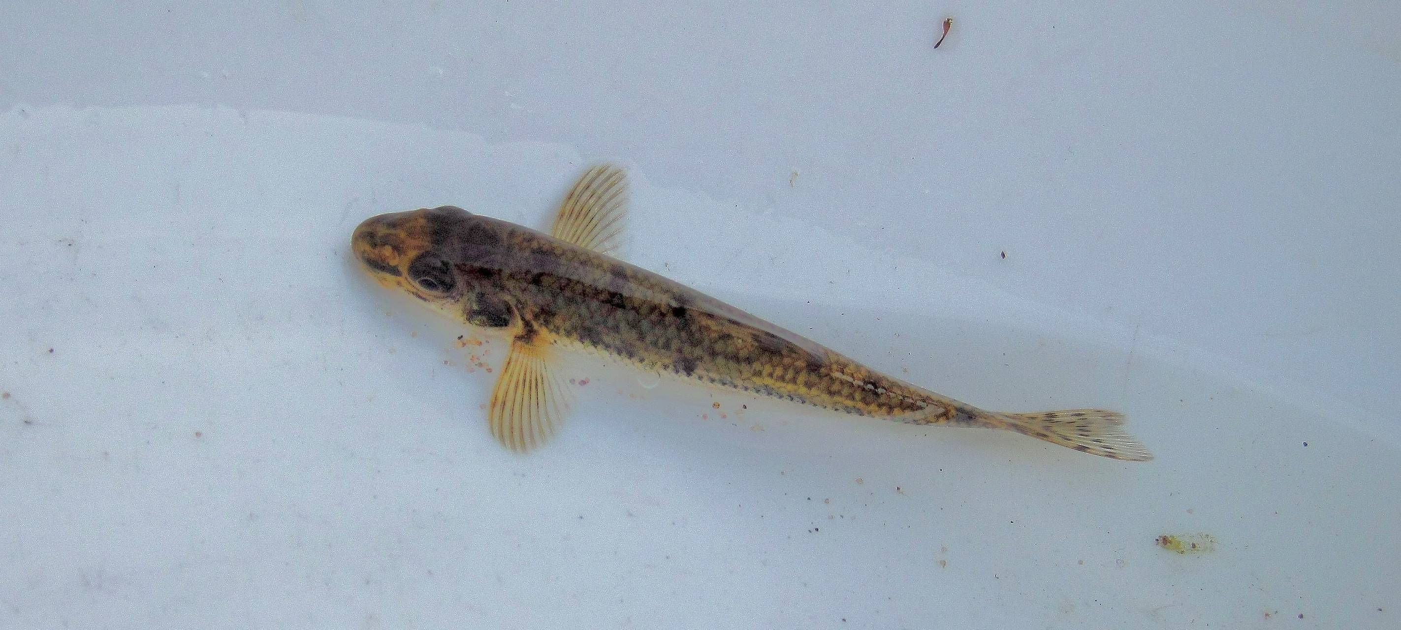 Emscher-Umbau: Fische kehren zurück