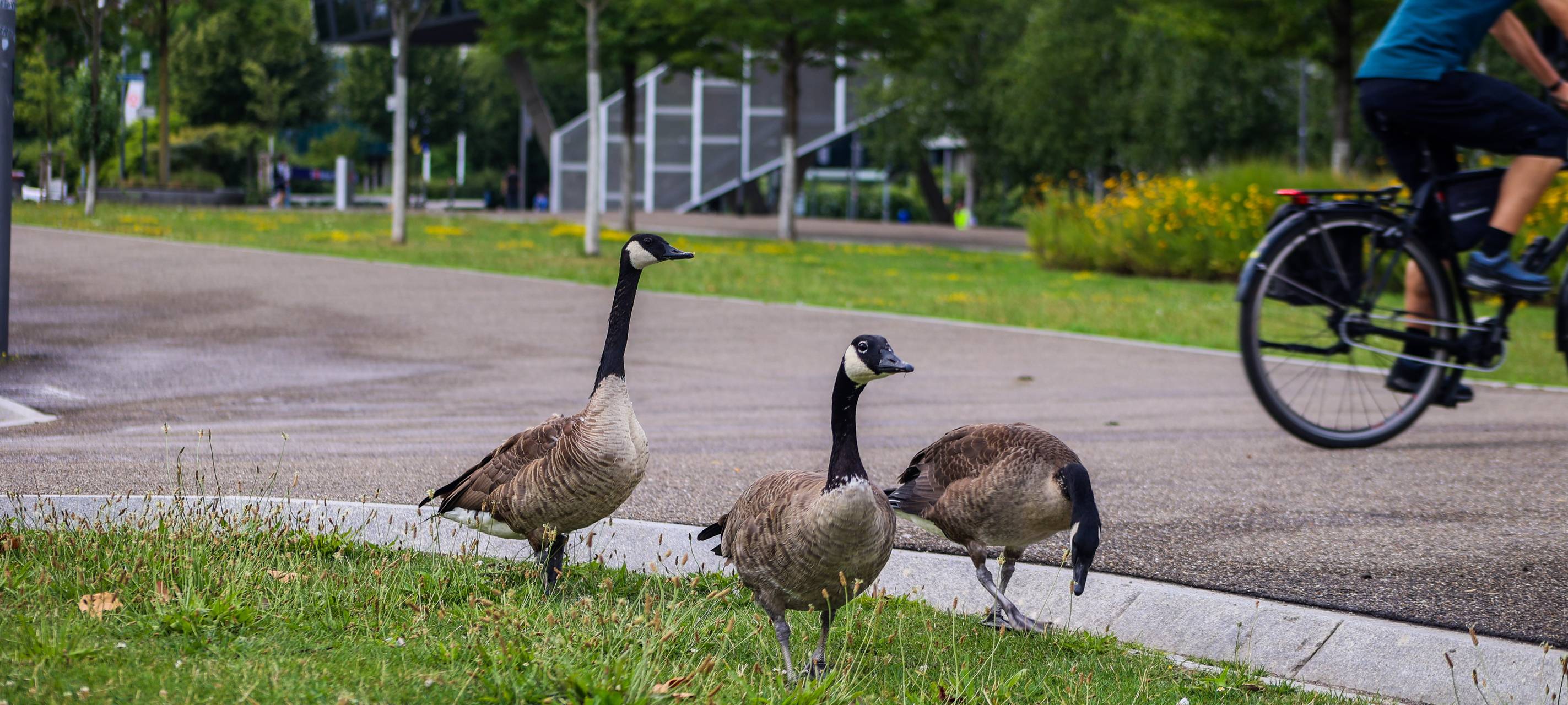 Oberhausen hat Kanadagänse im Grifft