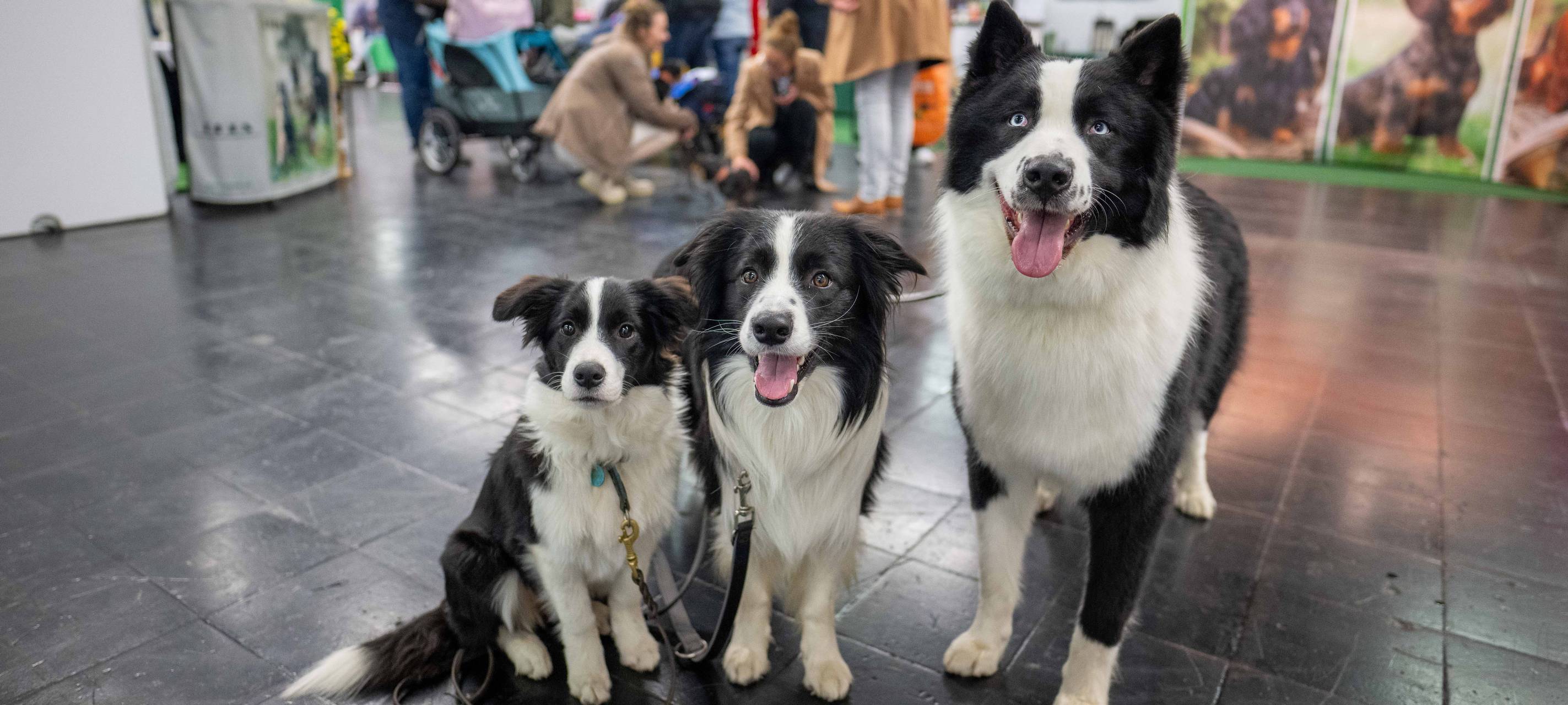 Dortmund: Messe Hund & Pferd startet