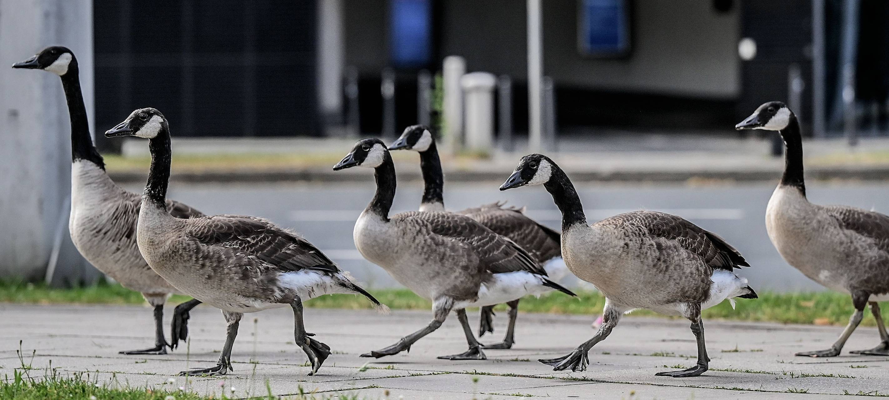 Ansteckende Geflügelgrippe in Oberhausen nachgewiesen