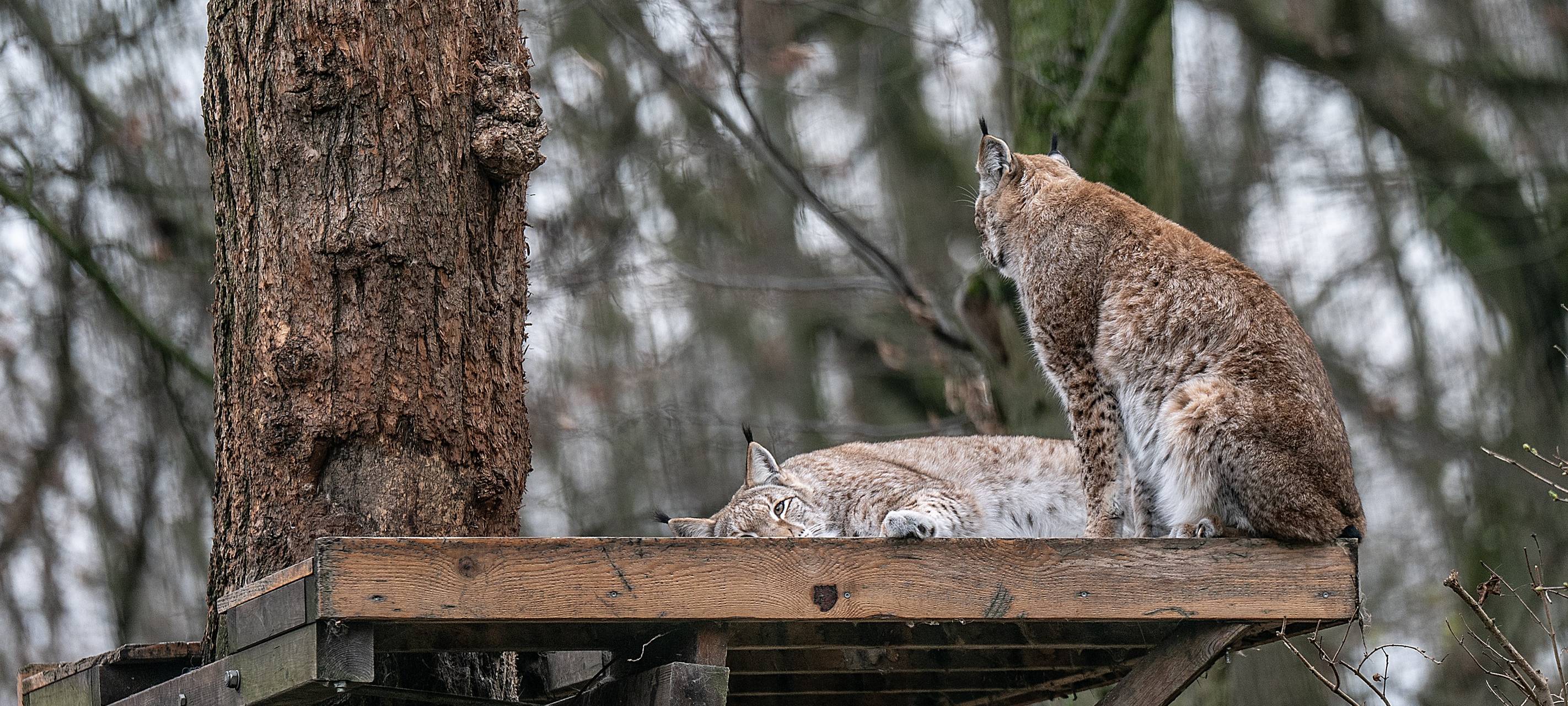 Tiergehege bekommt 76.000 Euro für neuen Lernpfad