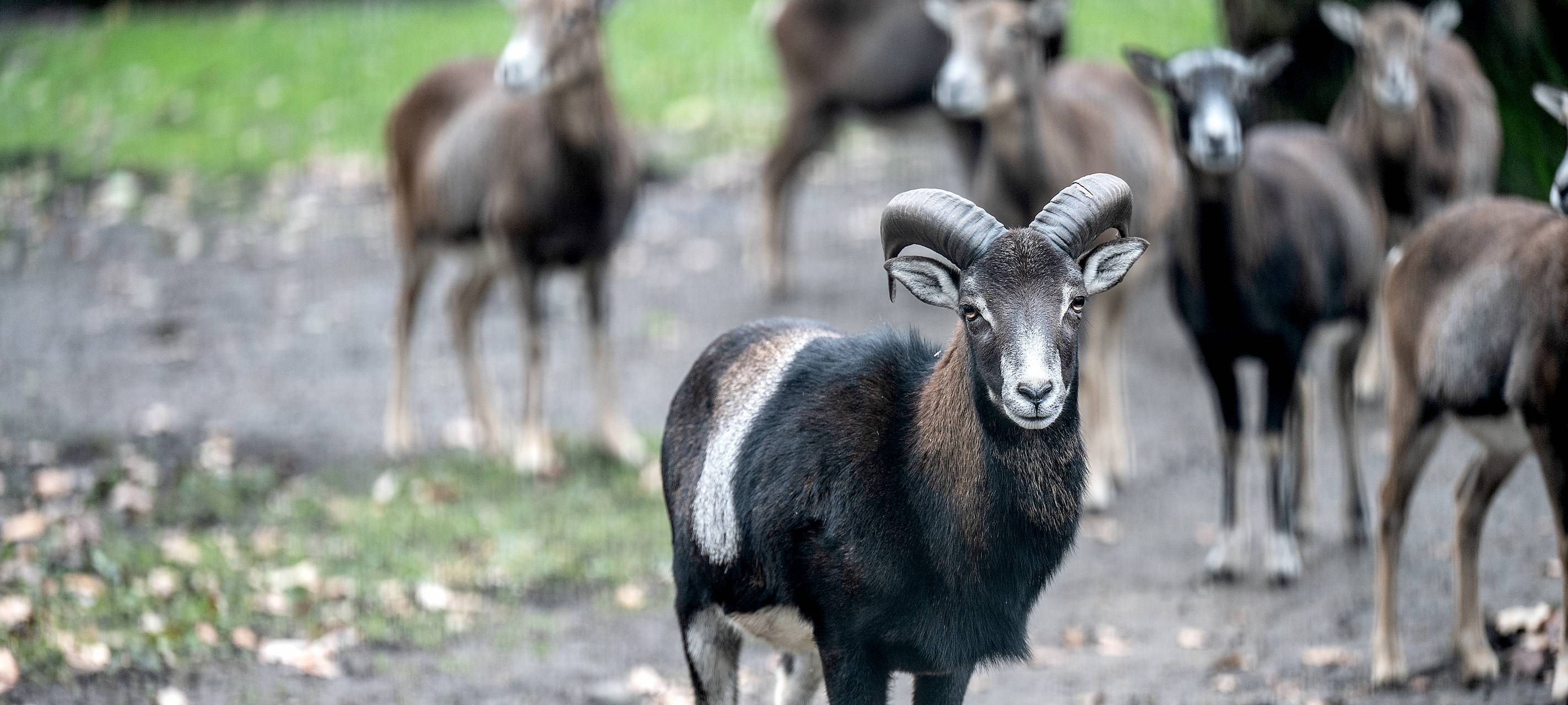 Osterveranstaltung im Tiergehege Kaisergarten abgesagt