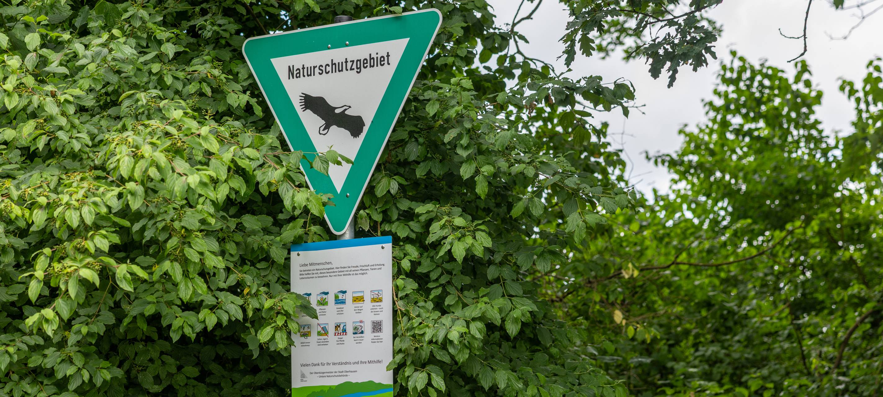 NABU räumt Amphibienteich im Hiesfelder Wald auf