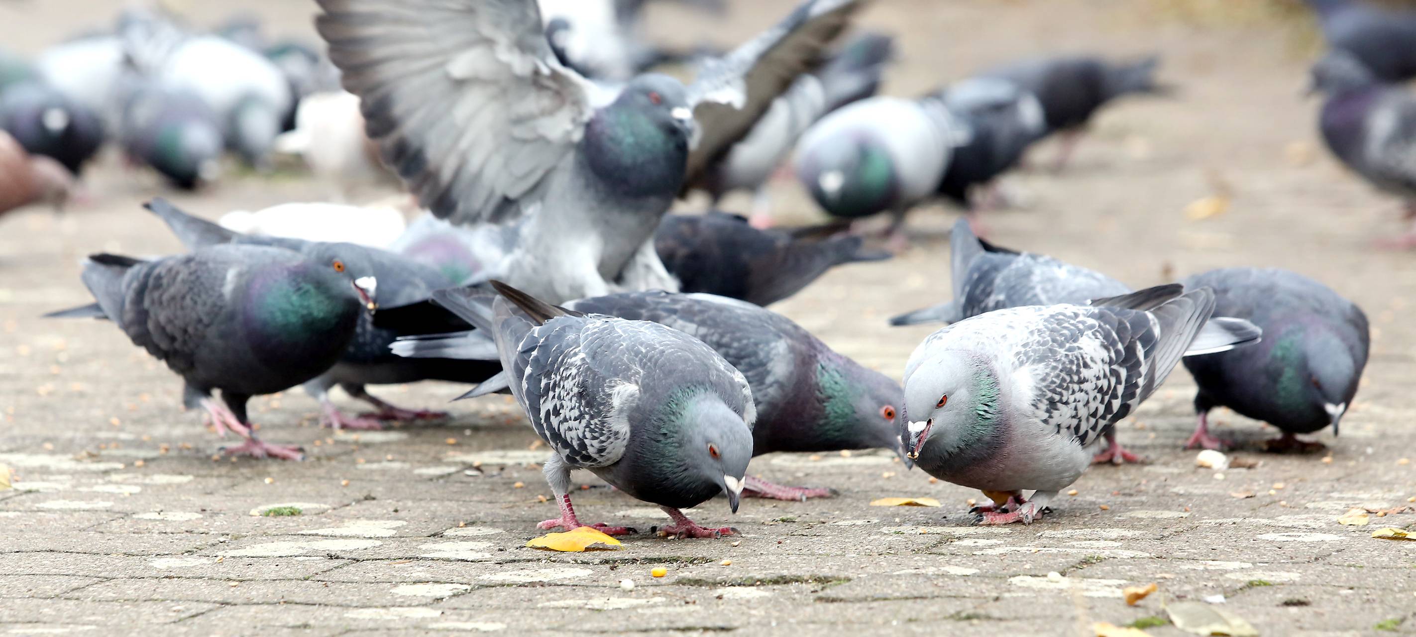 Pilotprojekt: Taubenloft kommt ans Bero Center