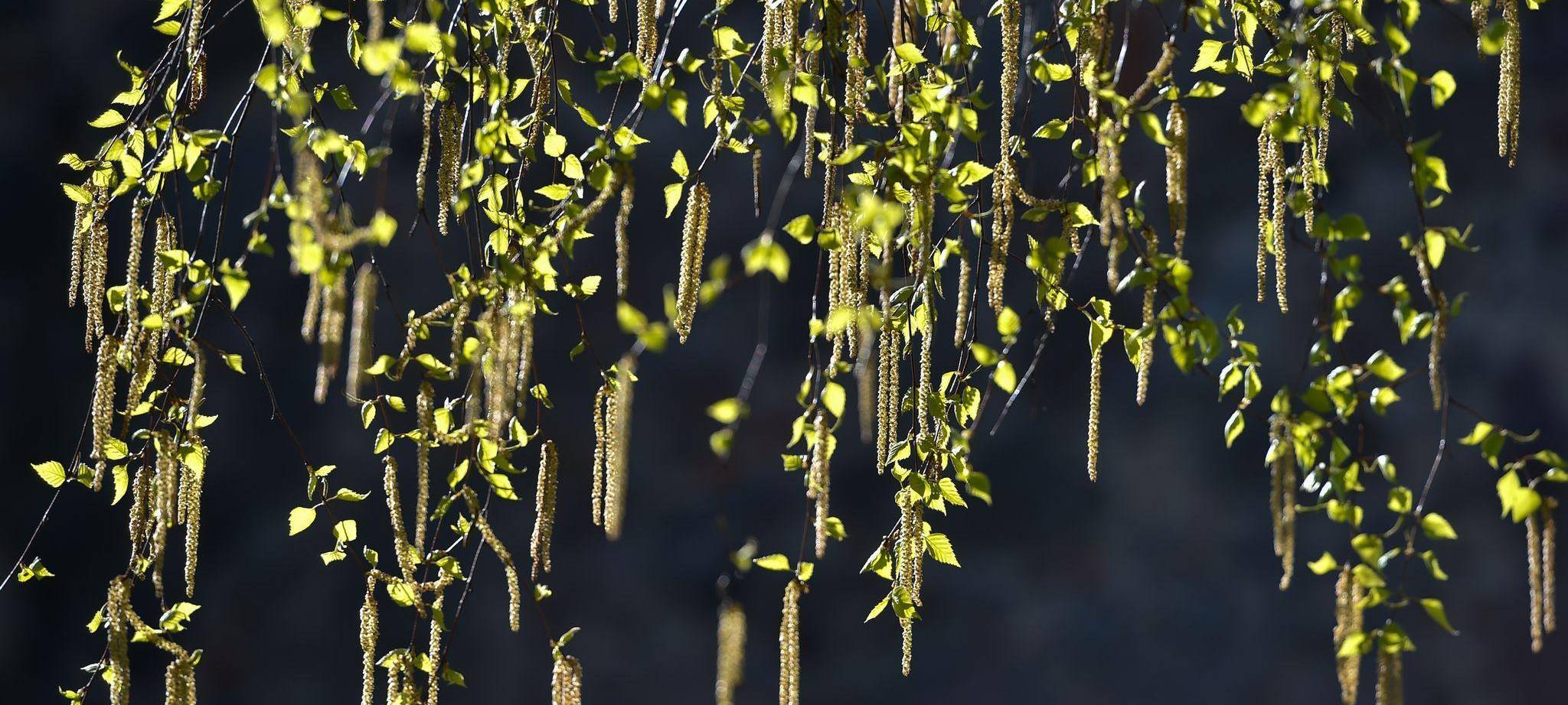 Eine blühende Hänge-Birke
