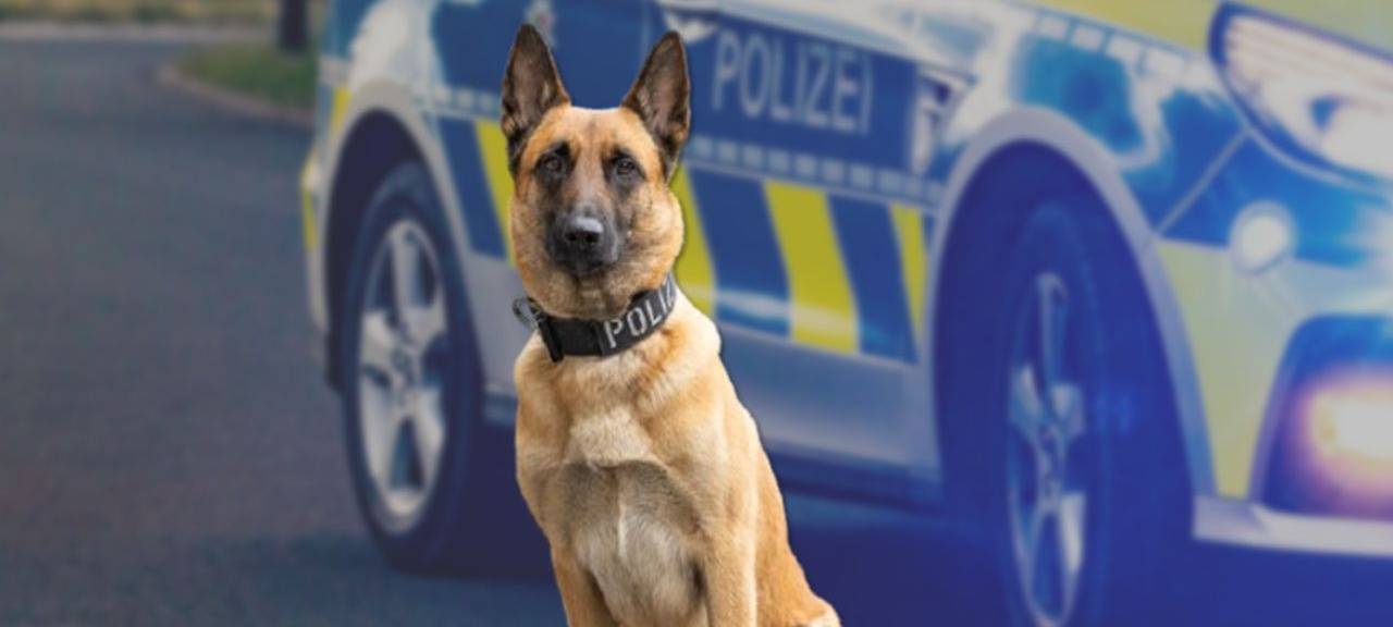 Festnahme eskaliert – Polizeihund beißt zu